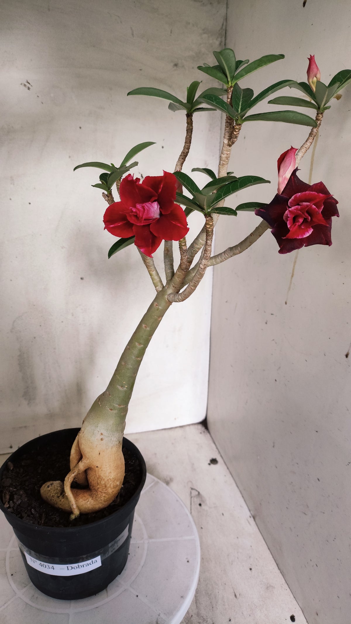 Planta Dobrada 4034 – 35cm – 03 anos - Vaso 15