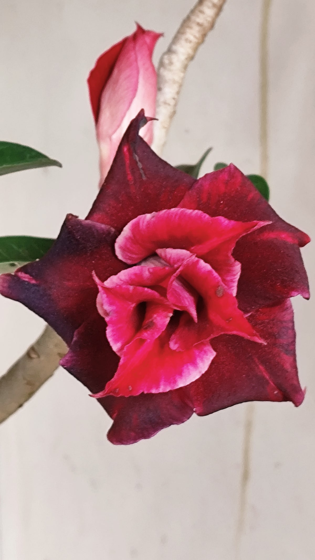 Planta Dobrada 4034 – 35cm – 03 anos - Vaso 15