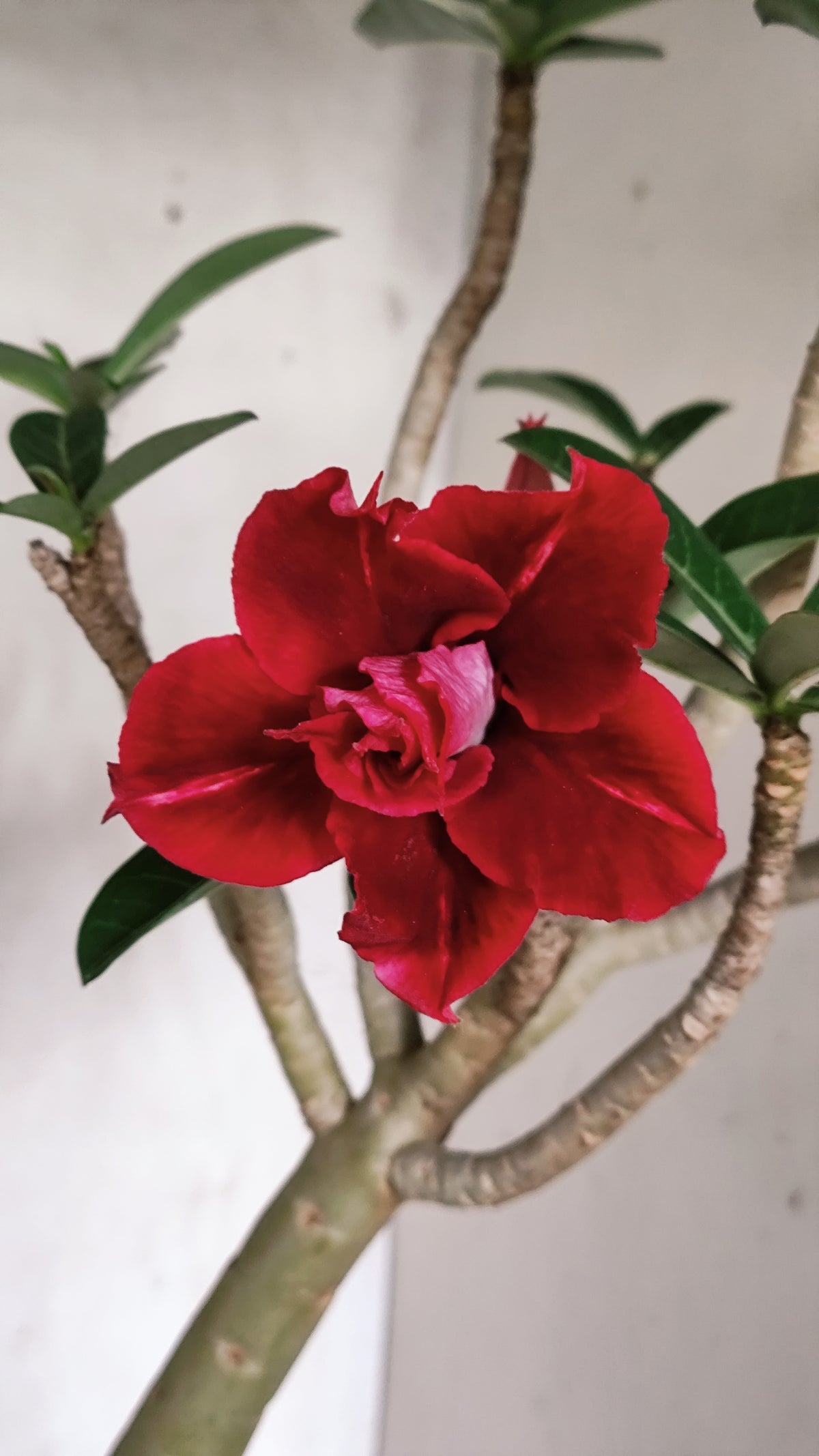 Planta Dobrada 4034 – 35cm – 03 anos - Vaso 15