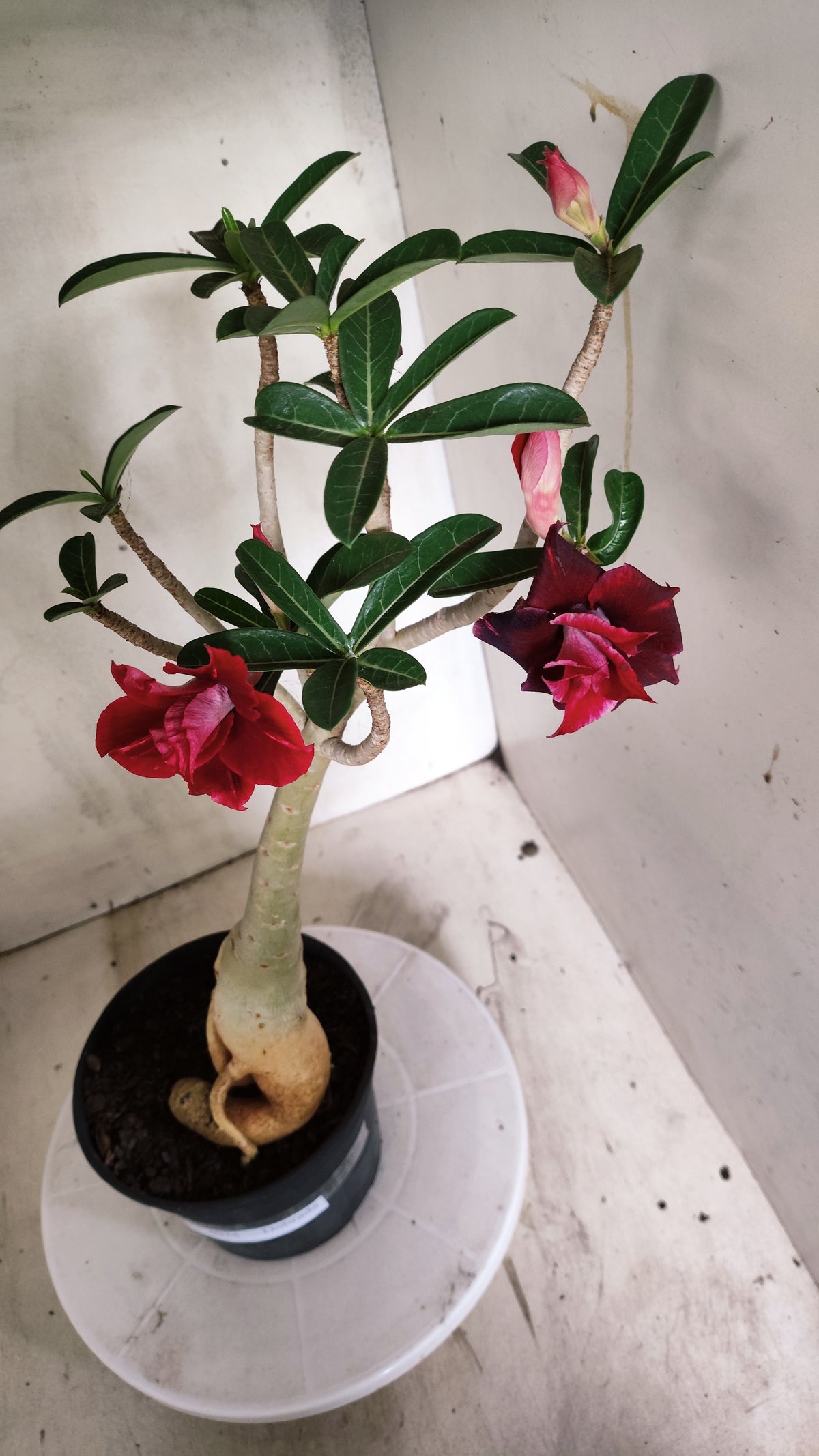 Planta Dobrada 4034 – 35cm – 03 anos - Vaso 15