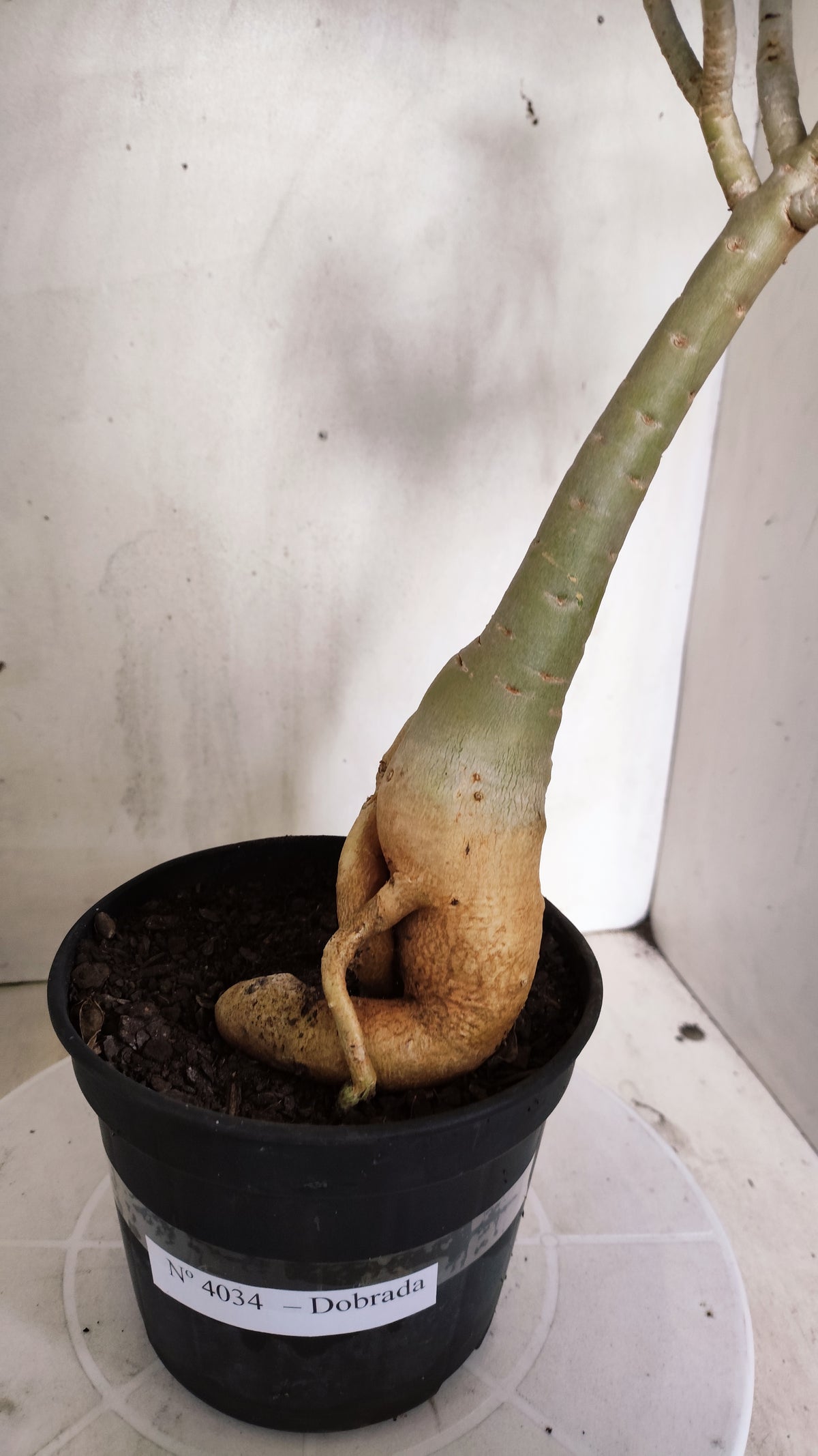 Planta Dobrada 4034 – 35cm – 03 anos - Vaso 15