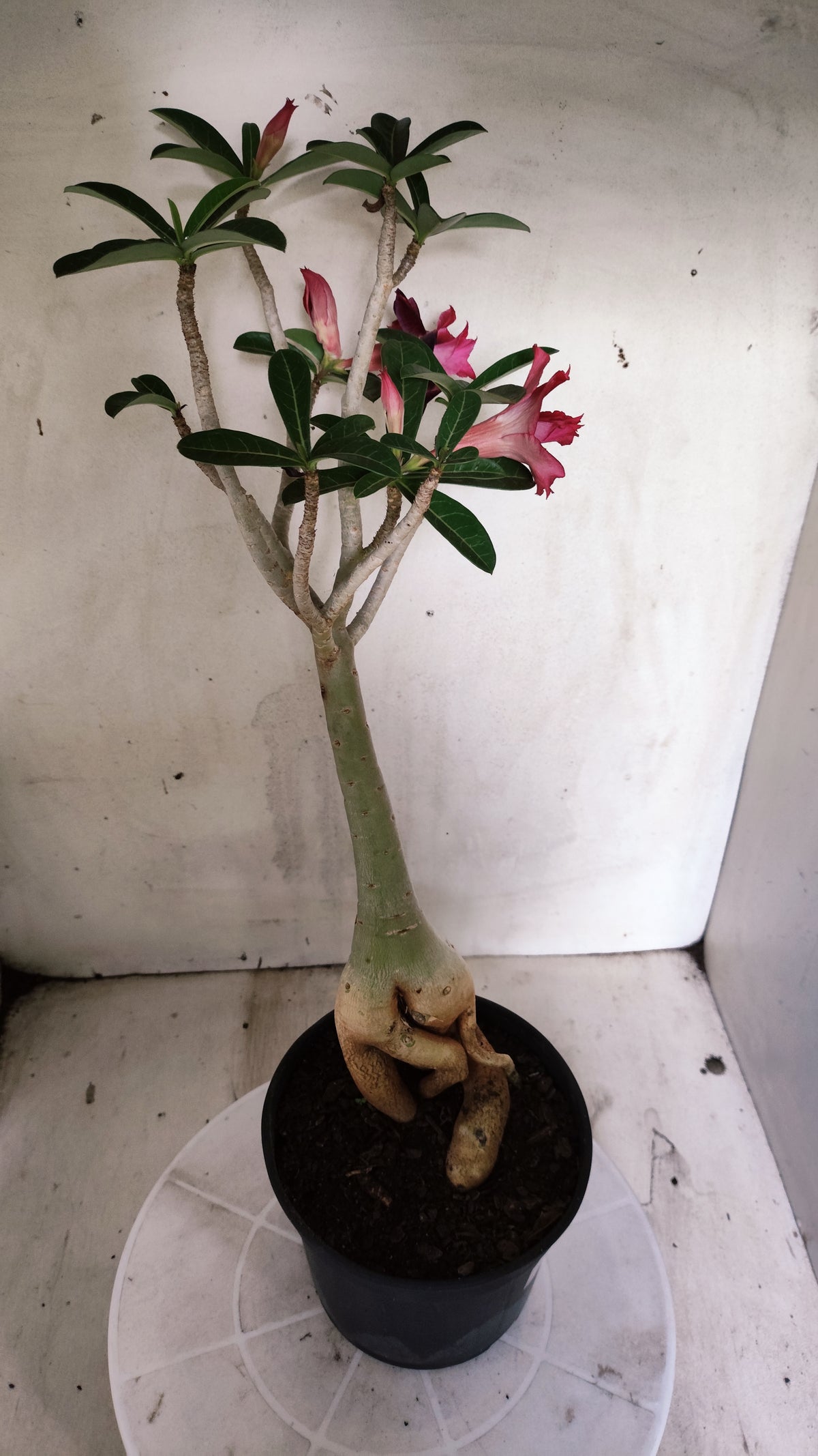 Planta Dobrada 4034 – 35cm – 03 anos - Vaso 15