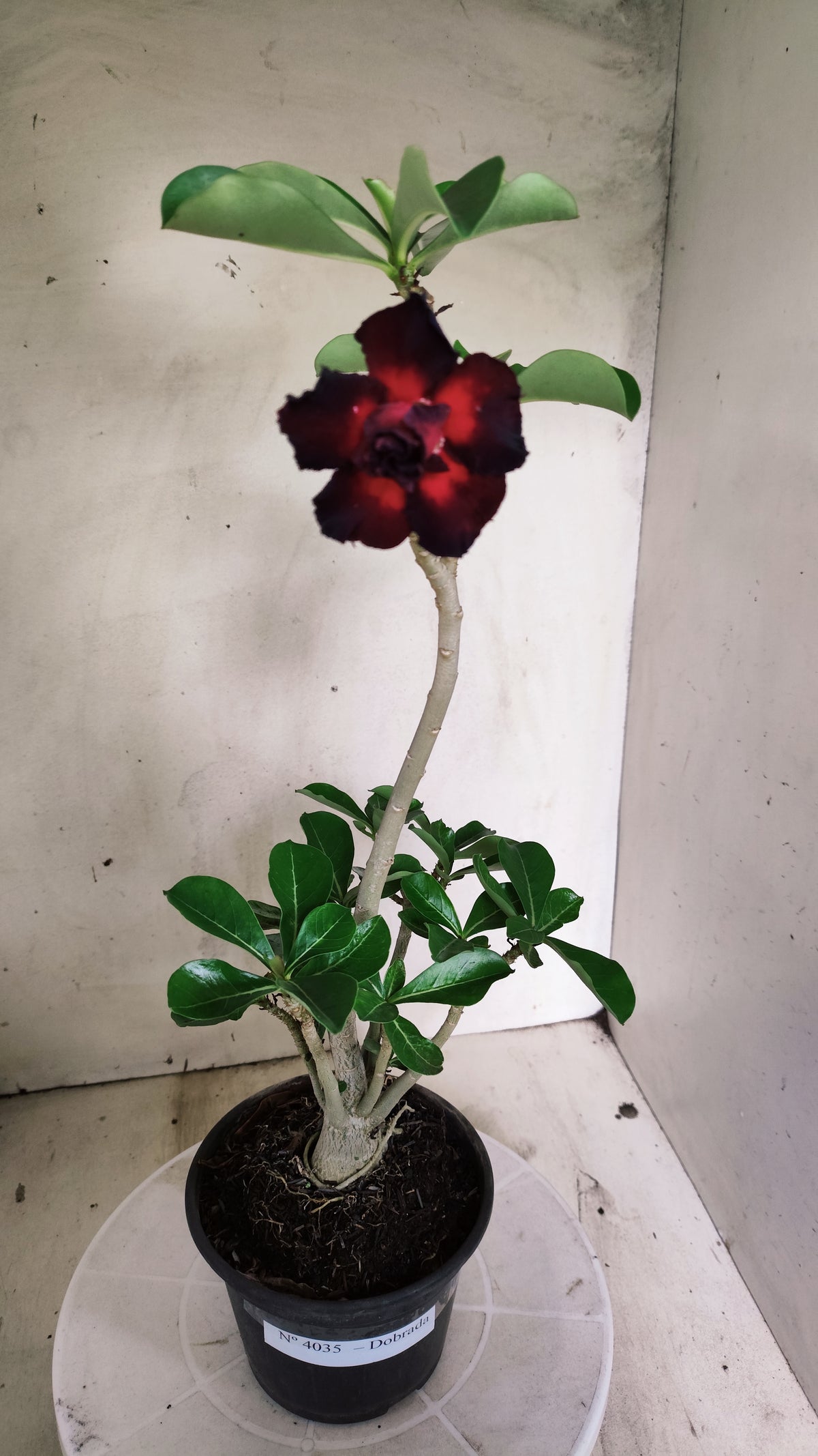 Planta Dobrada 4035 – 30cm – 02 anos - Vaso 15