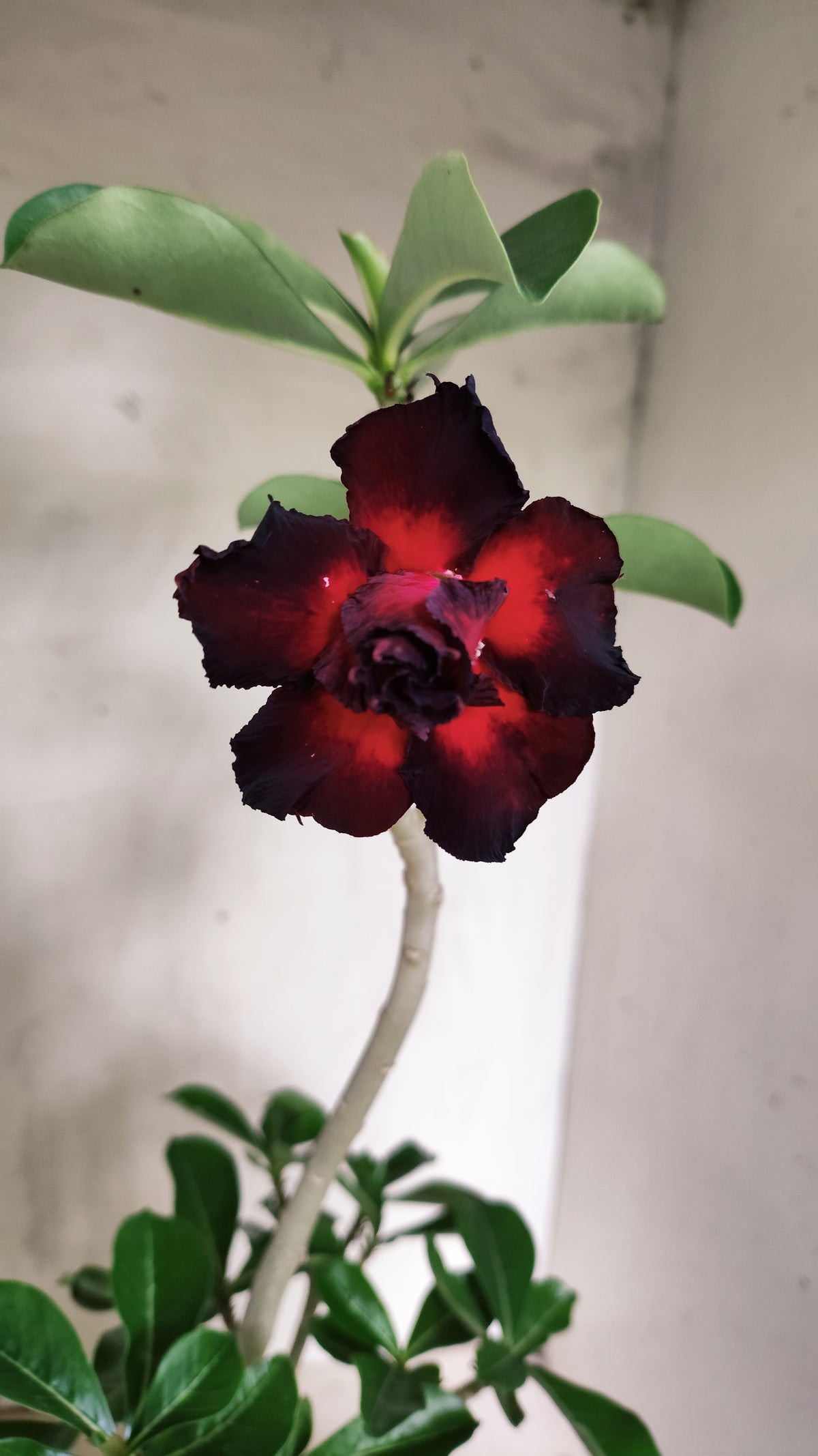 Planta Dobrada 4035 – 30cm – 02 anos - Vaso 15