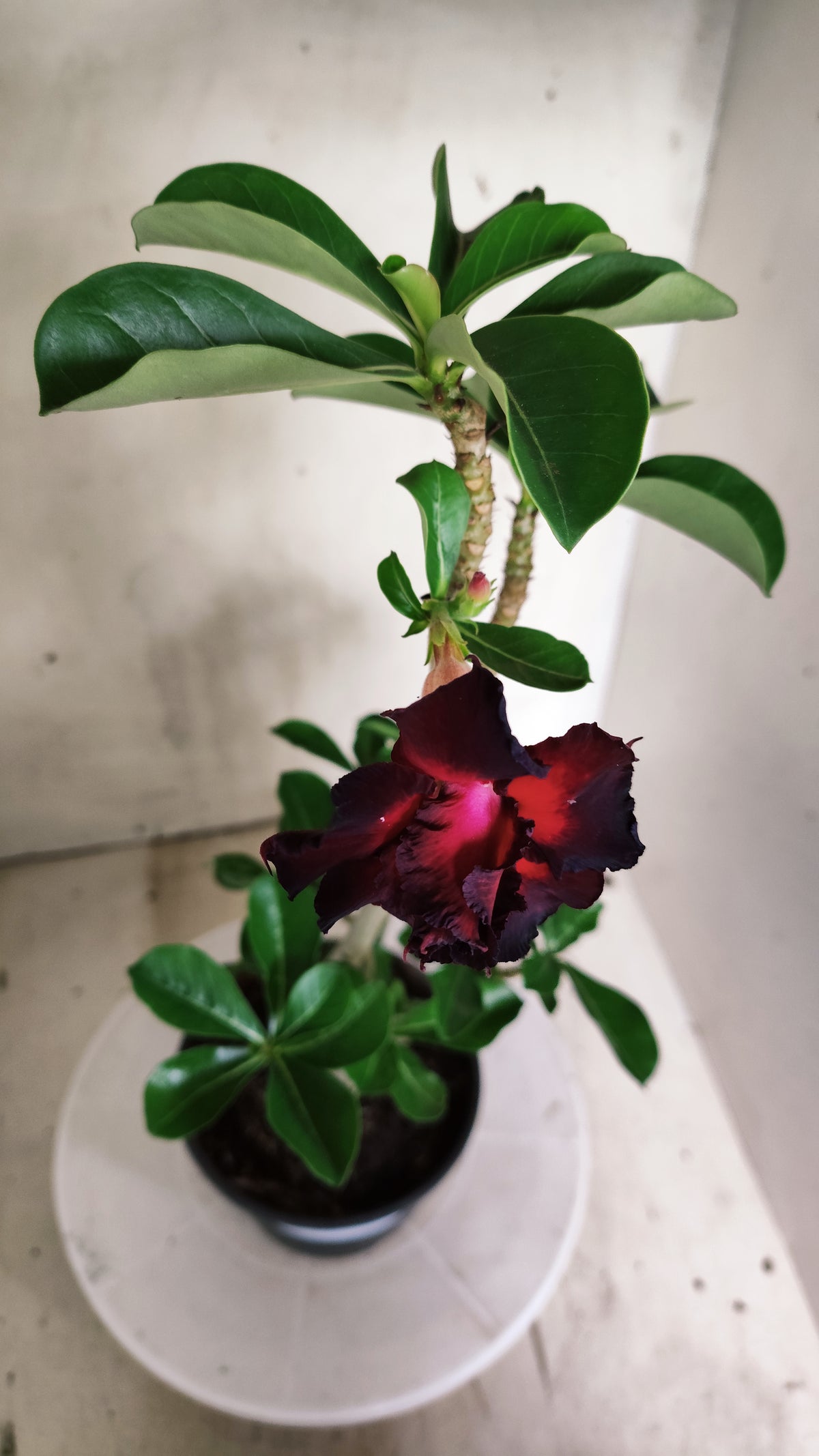 Planta Dobrada 4035 – 30cm – 02 anos - Vaso 15