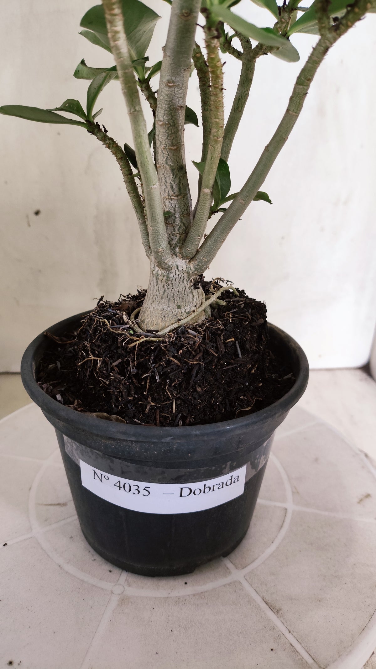 Planta Dobrada 4035 – 30cm – 02 anos - Vaso 15