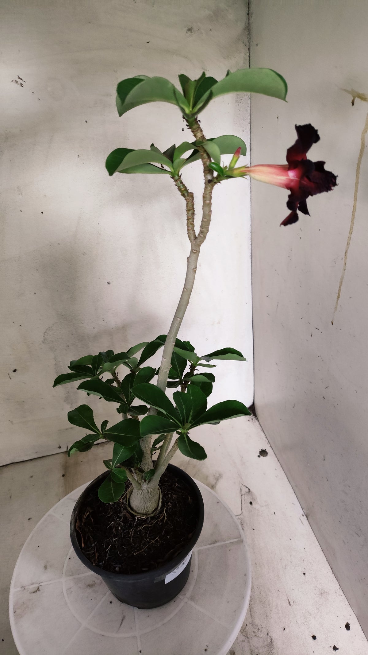 Planta Dobrada 4035 – 30cm – 02 anos - Vaso 15