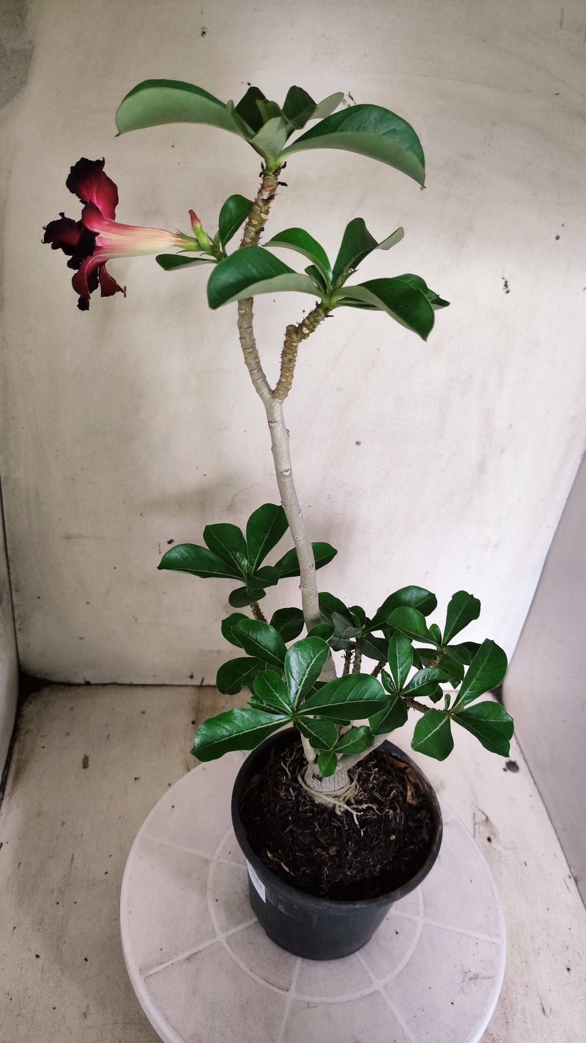 Planta Dobrada 4035 – 30cm – 02 anos - Vaso 15