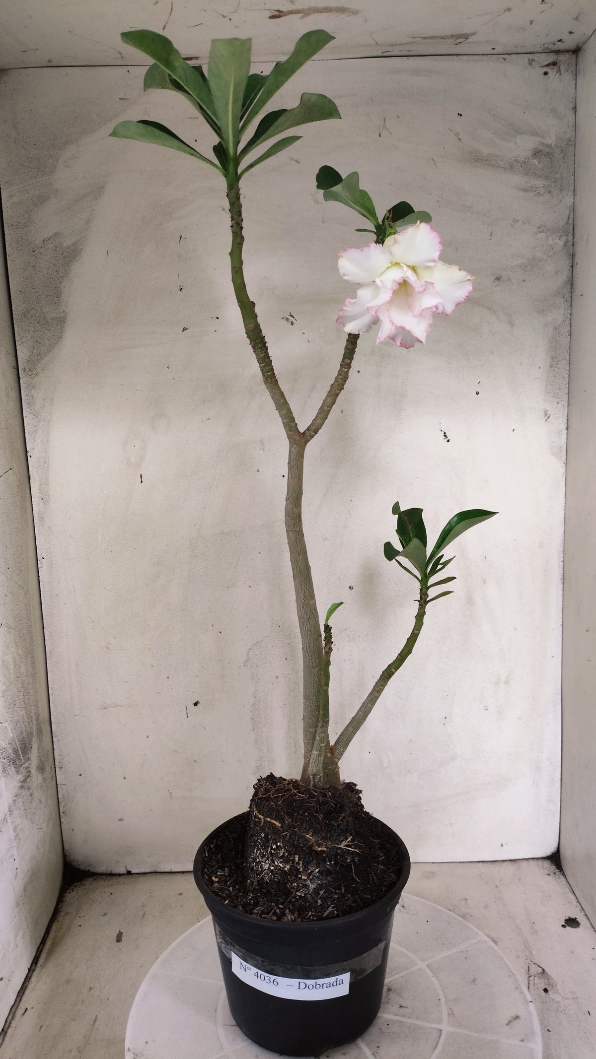 Planta Dobrada 4036 – 35cm – 03 anos - Vaso 15
