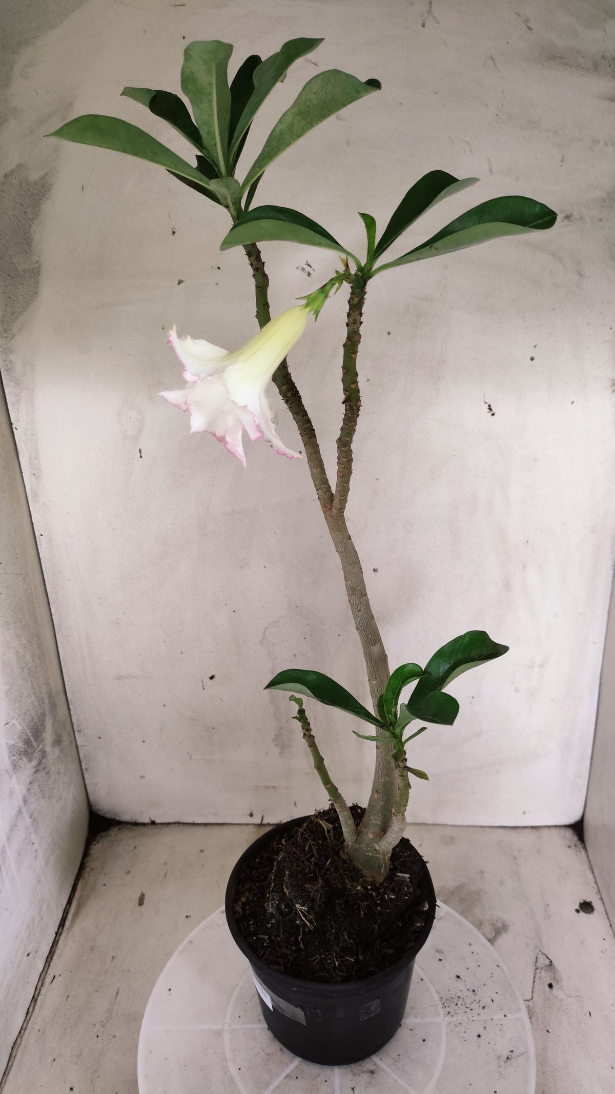 Planta Dobrada 4036 – 35cm – 03 anos - Vaso 15