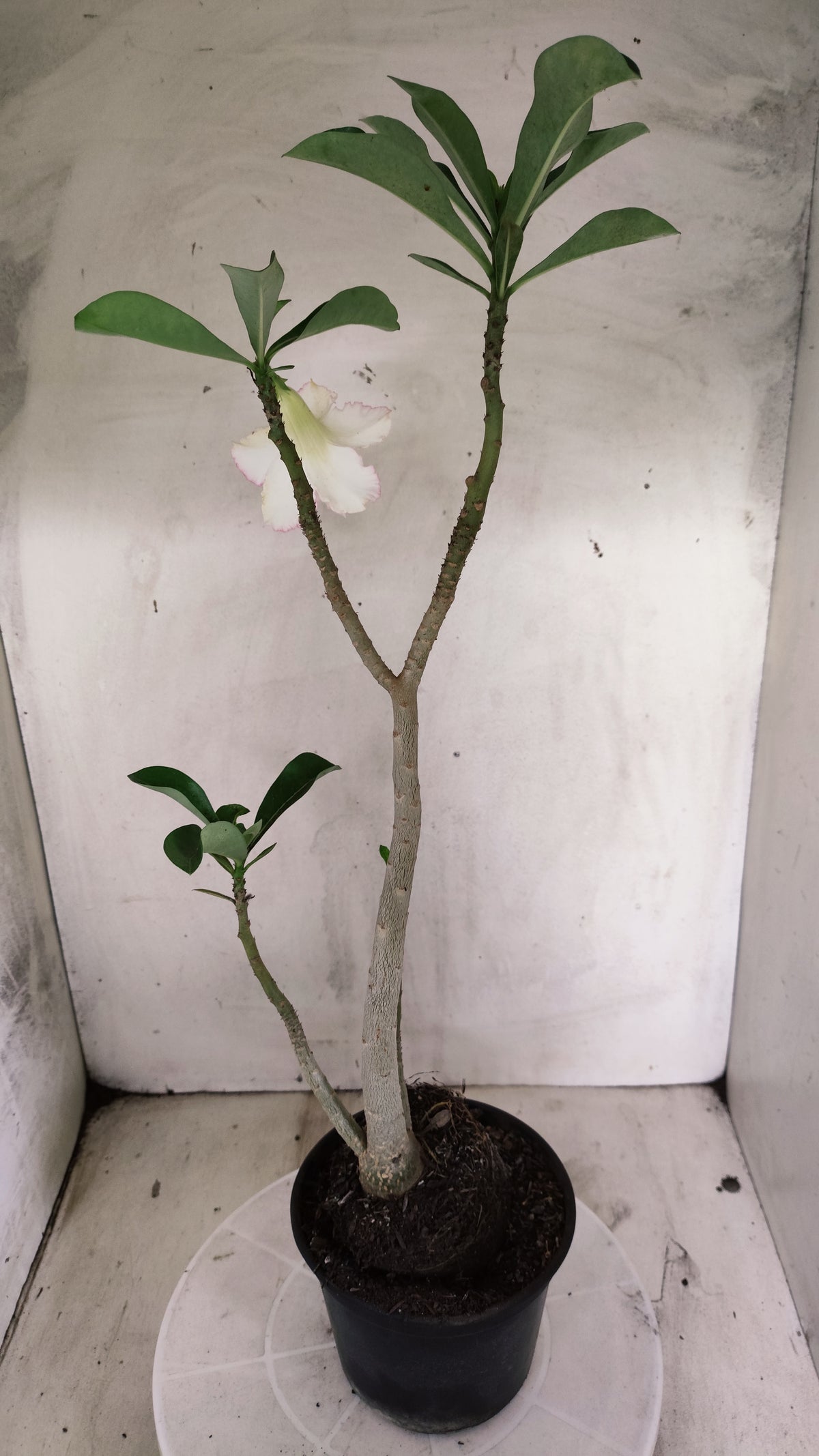 Planta Dobrada 4036 – 35cm – 03 anos - Vaso 15