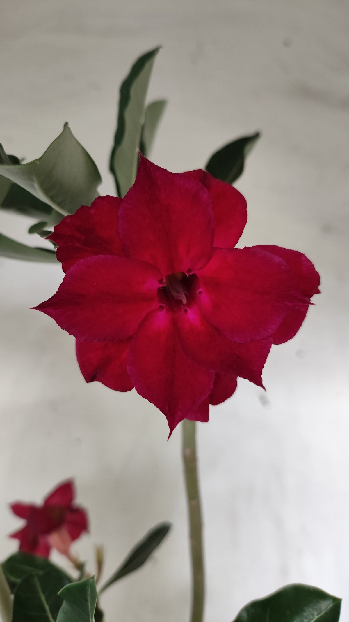 Planta Dobrada 4037 – 30cm – 02 anos - Vaso 15