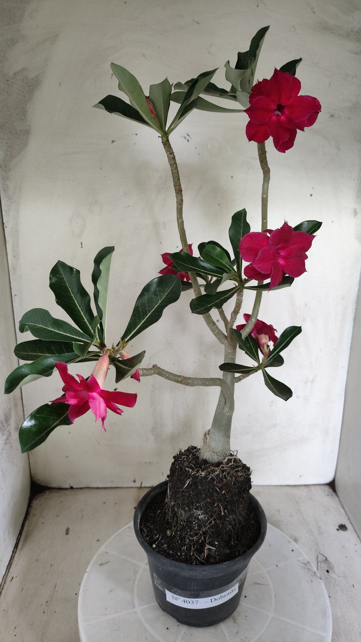 Planta Dobrada 4037 – 30cm – 02 anos - Vaso 15