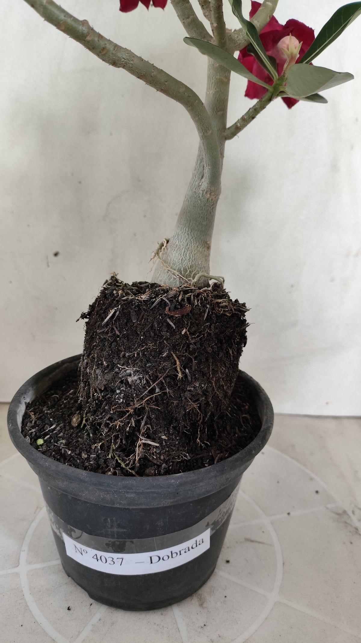 Planta Dobrada 4037 – 30cm – 02 anos - Vaso 15