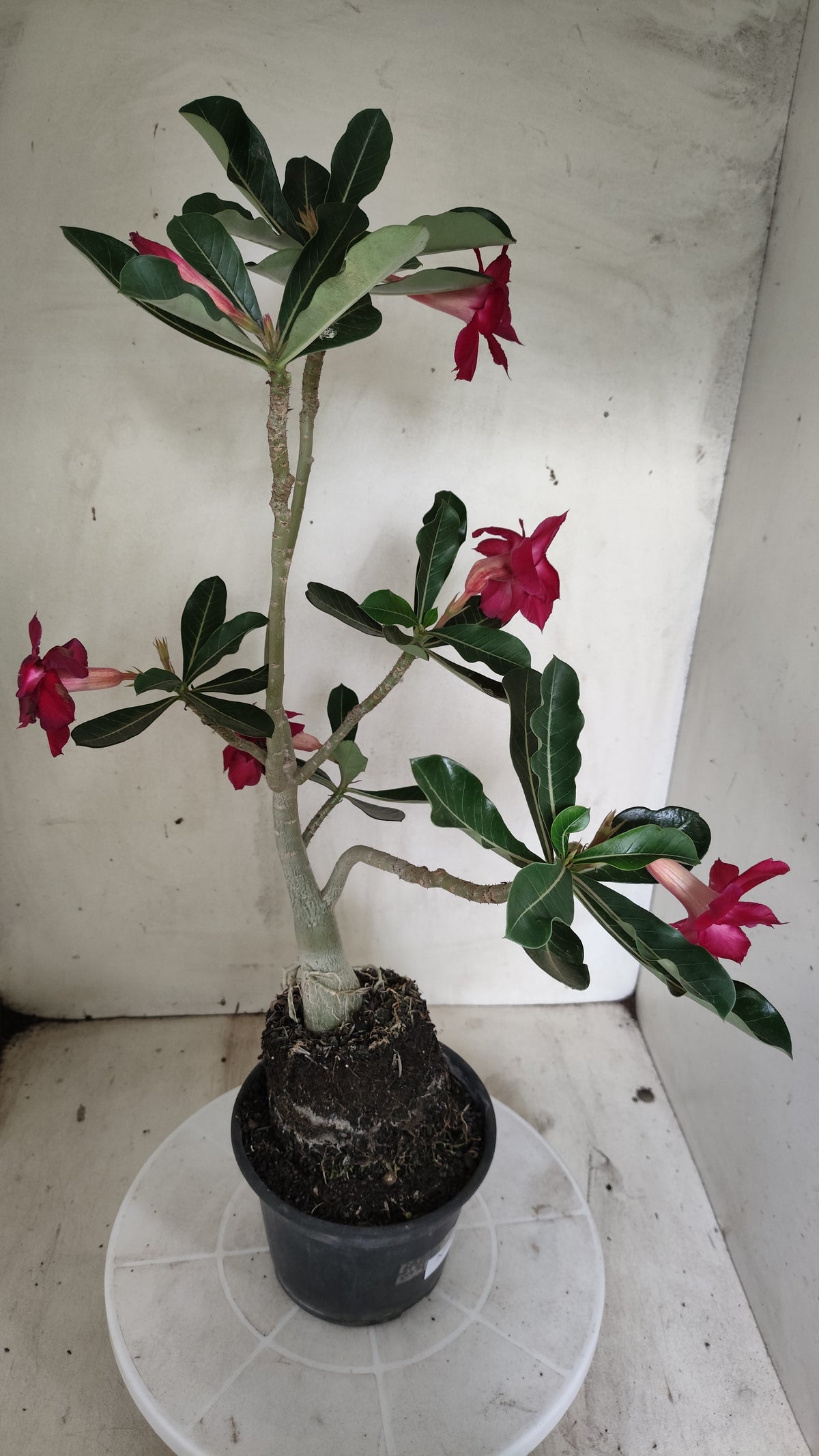 Planta Dobrada 4037 – 30cm – 02 anos - Vaso 15