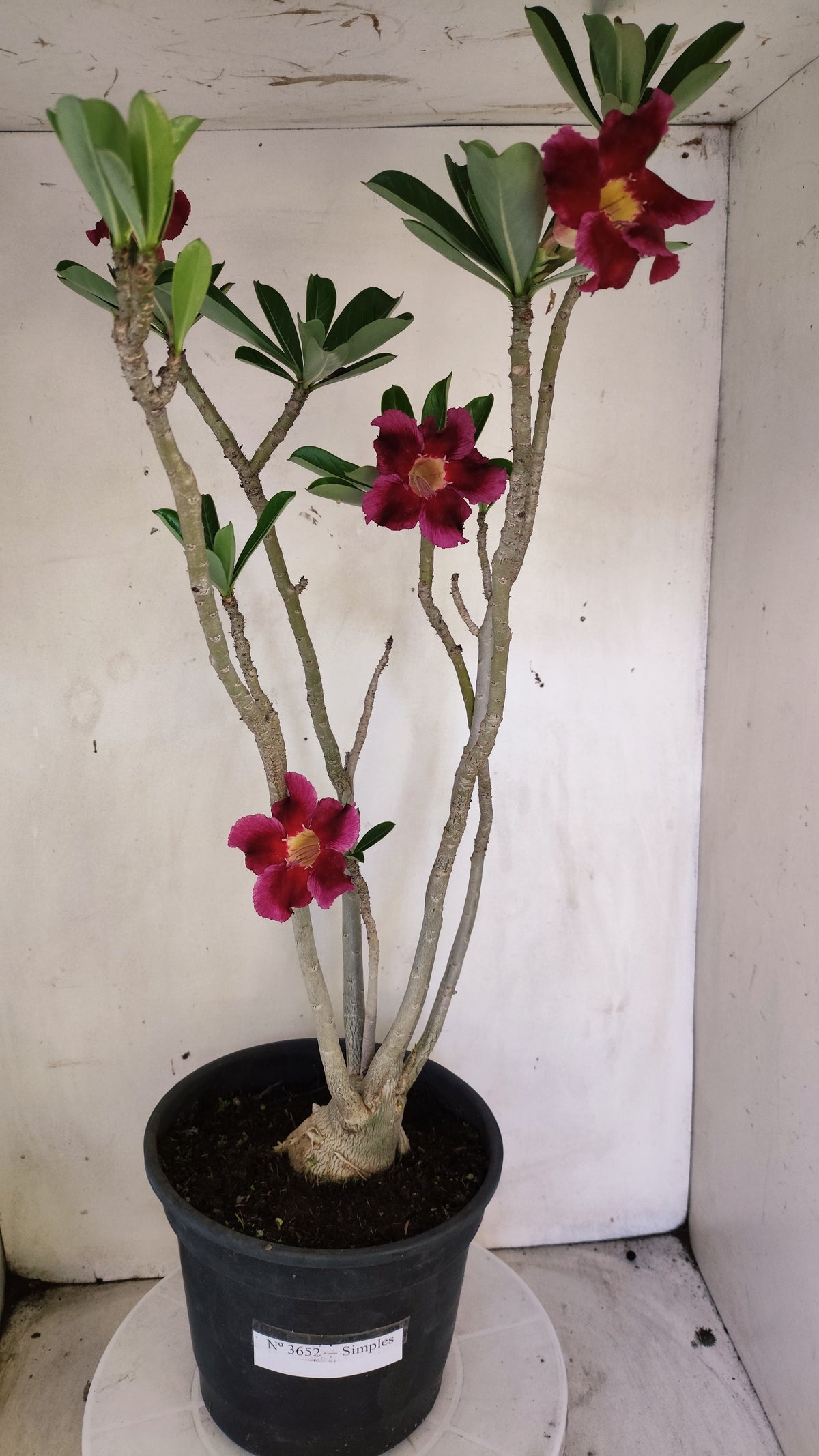 Planta Simples 3652 – 50cm – 04 anos - vaso 20