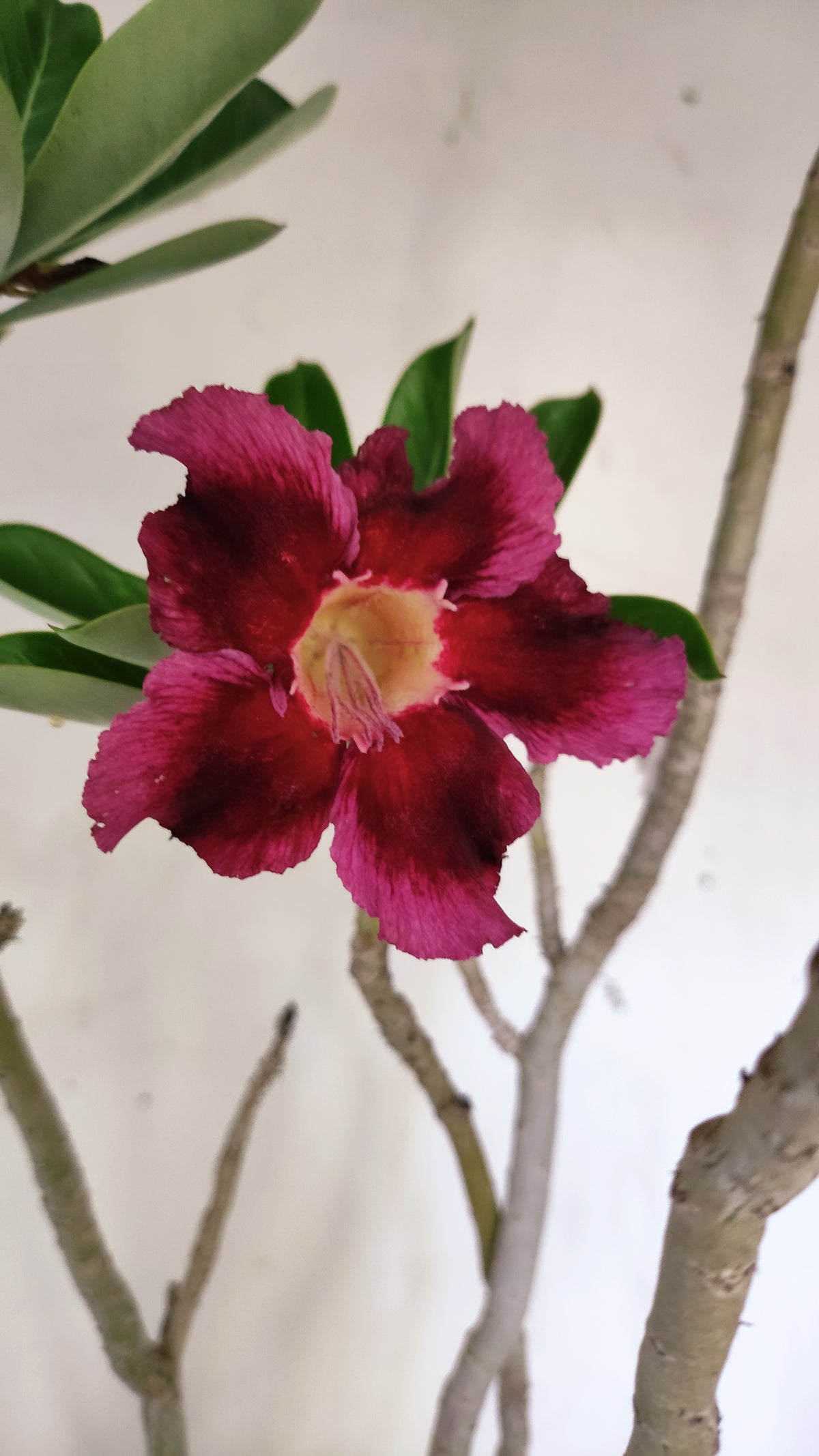 Planta Simples 3652 – 50cm – 04 anos - vaso 20