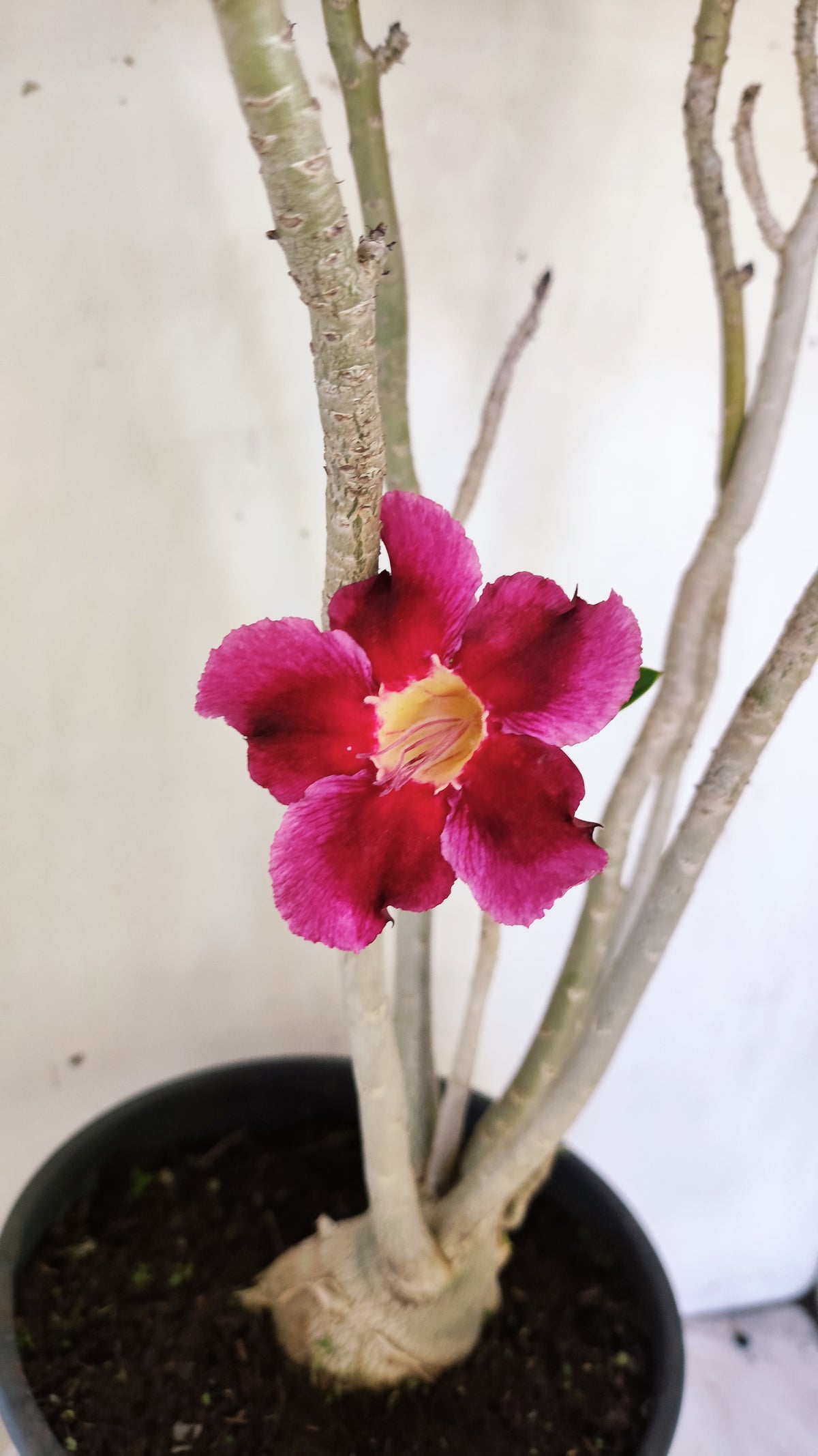 Planta Simples 3652 – 50cm – 04 anos - vaso 20