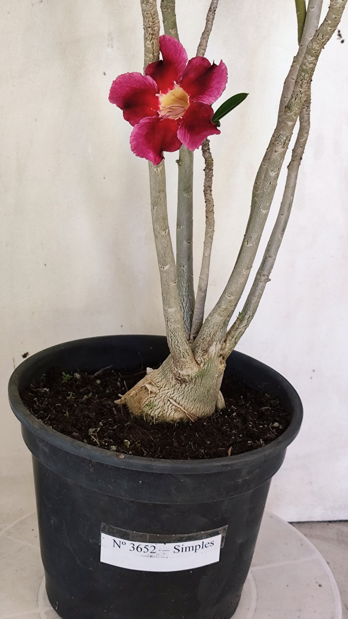 Planta Simples 3652 – 50cm – 04 anos - vaso 20
