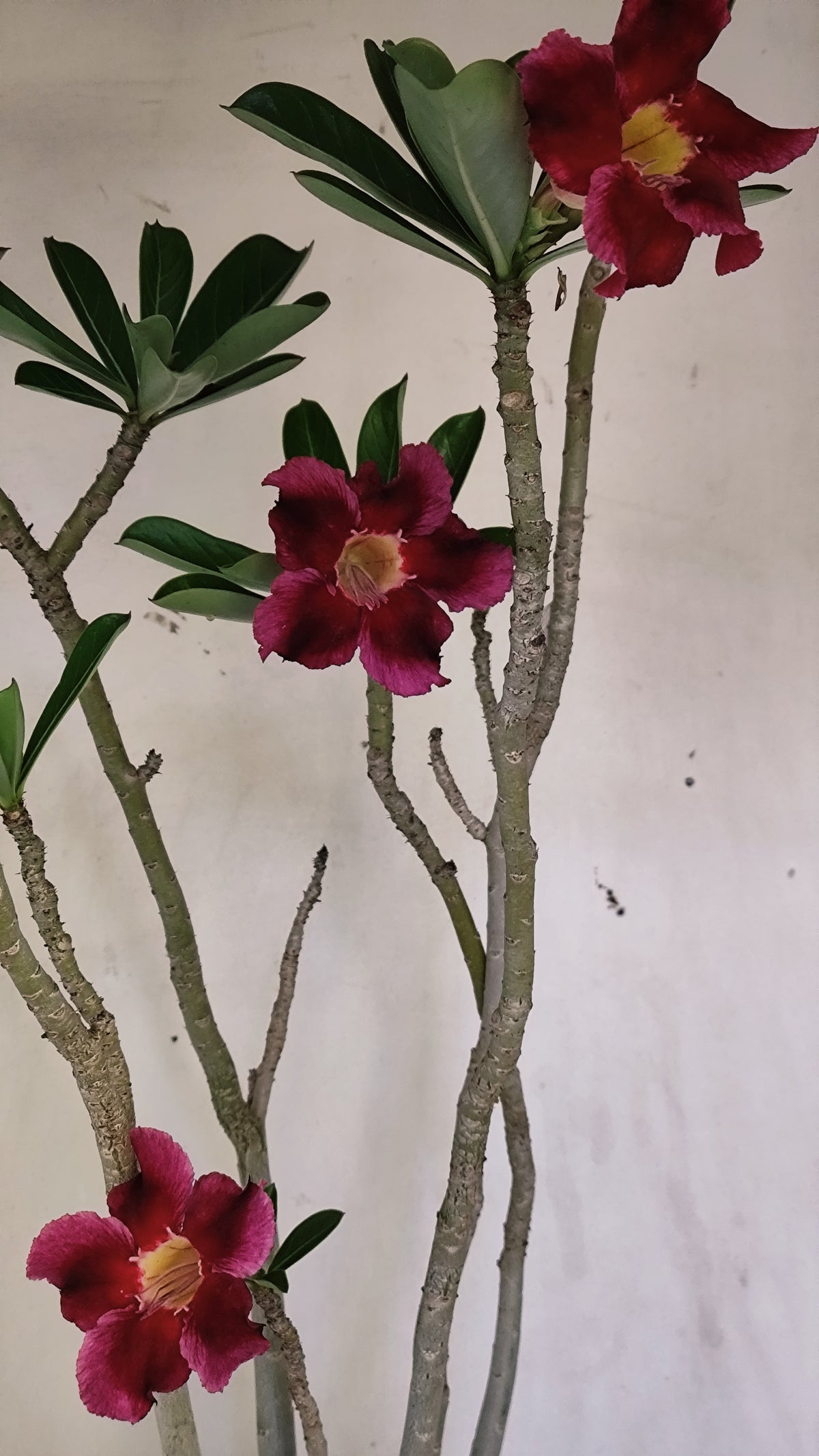Planta Simples 3652 – 50cm – 04 anos - vaso 20