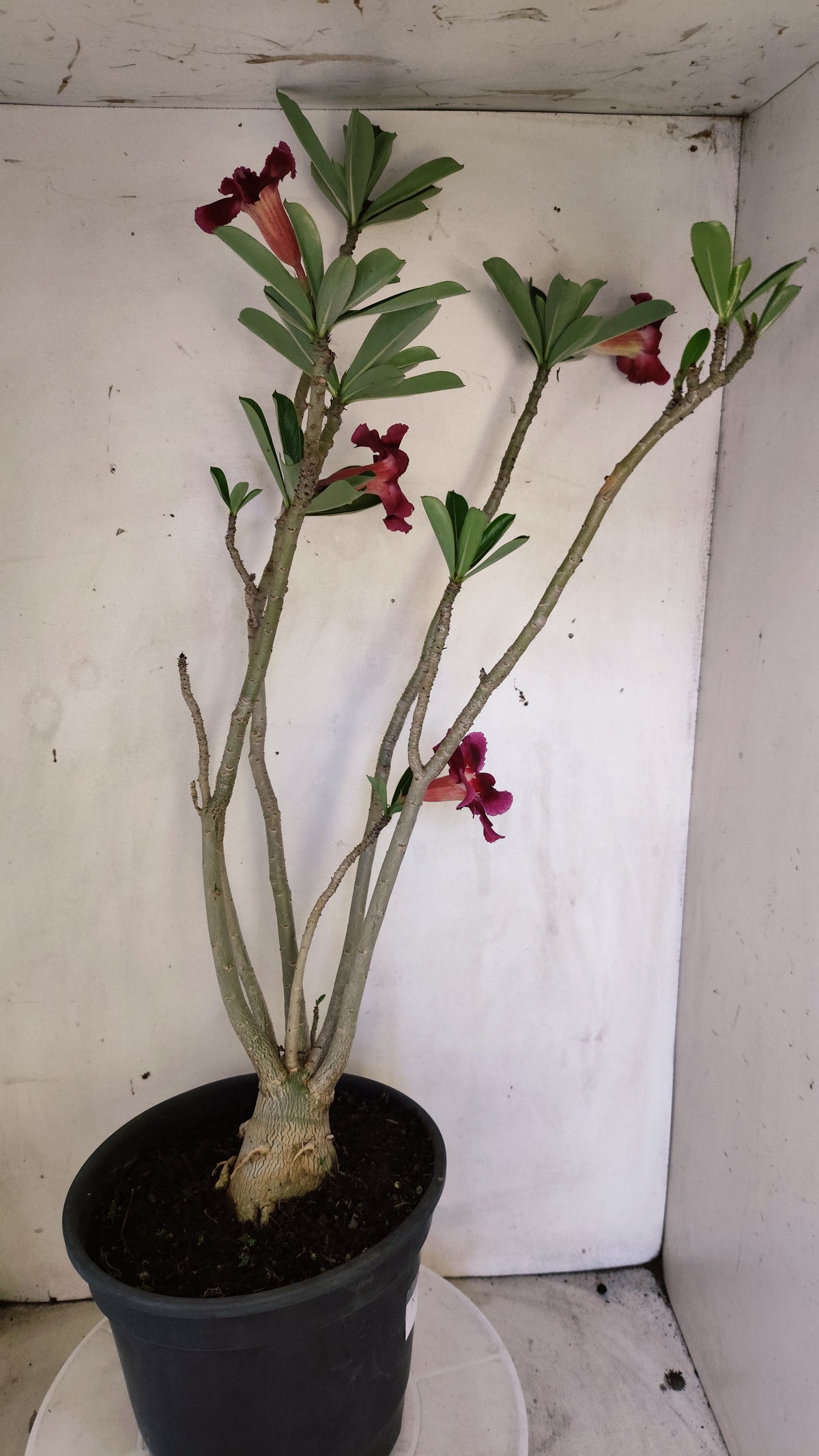 Planta Simples 3652 – 50cm – 04 anos - vaso 20