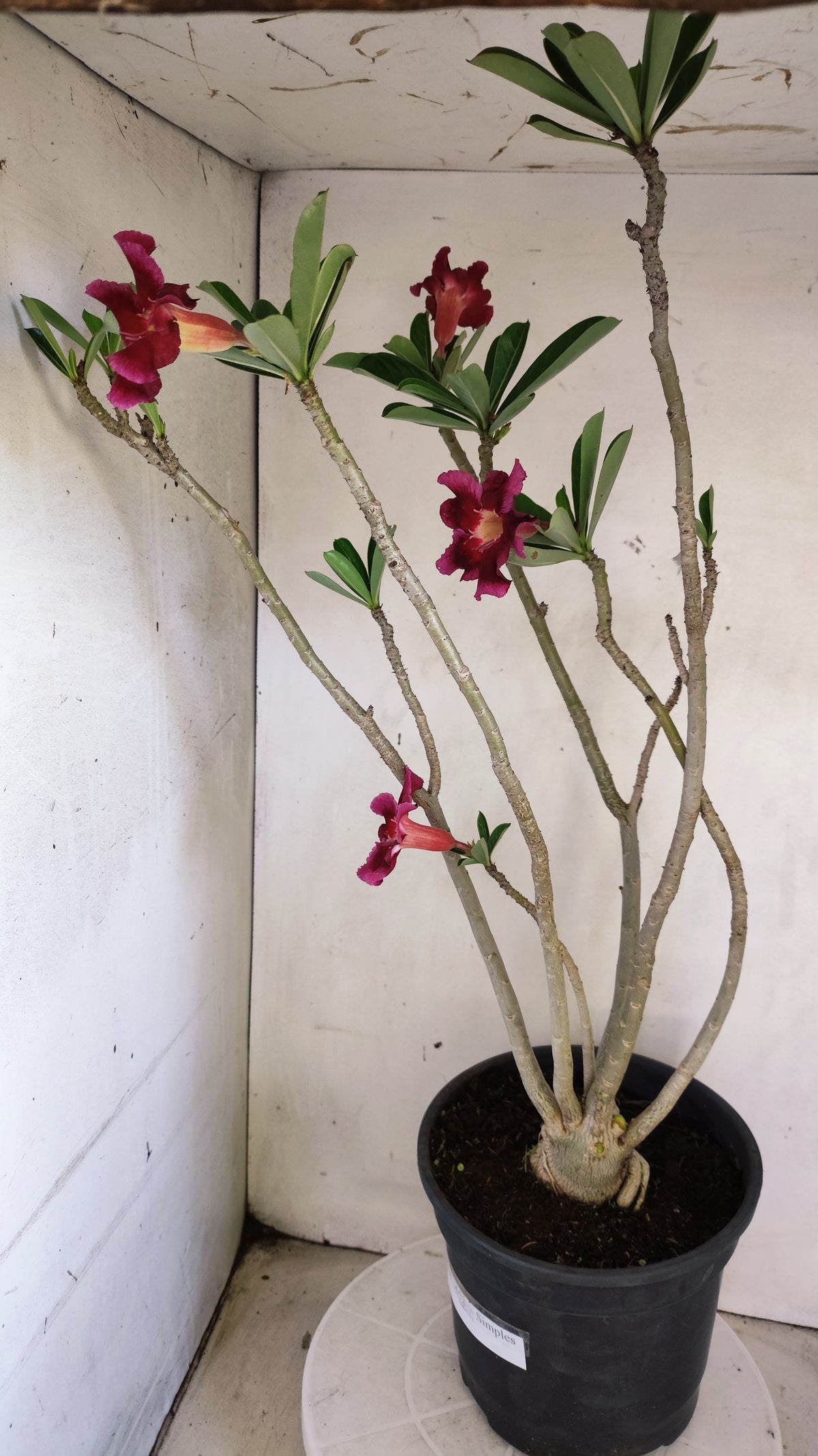 Planta Simples 3652 – 50cm – 04 anos - vaso 20