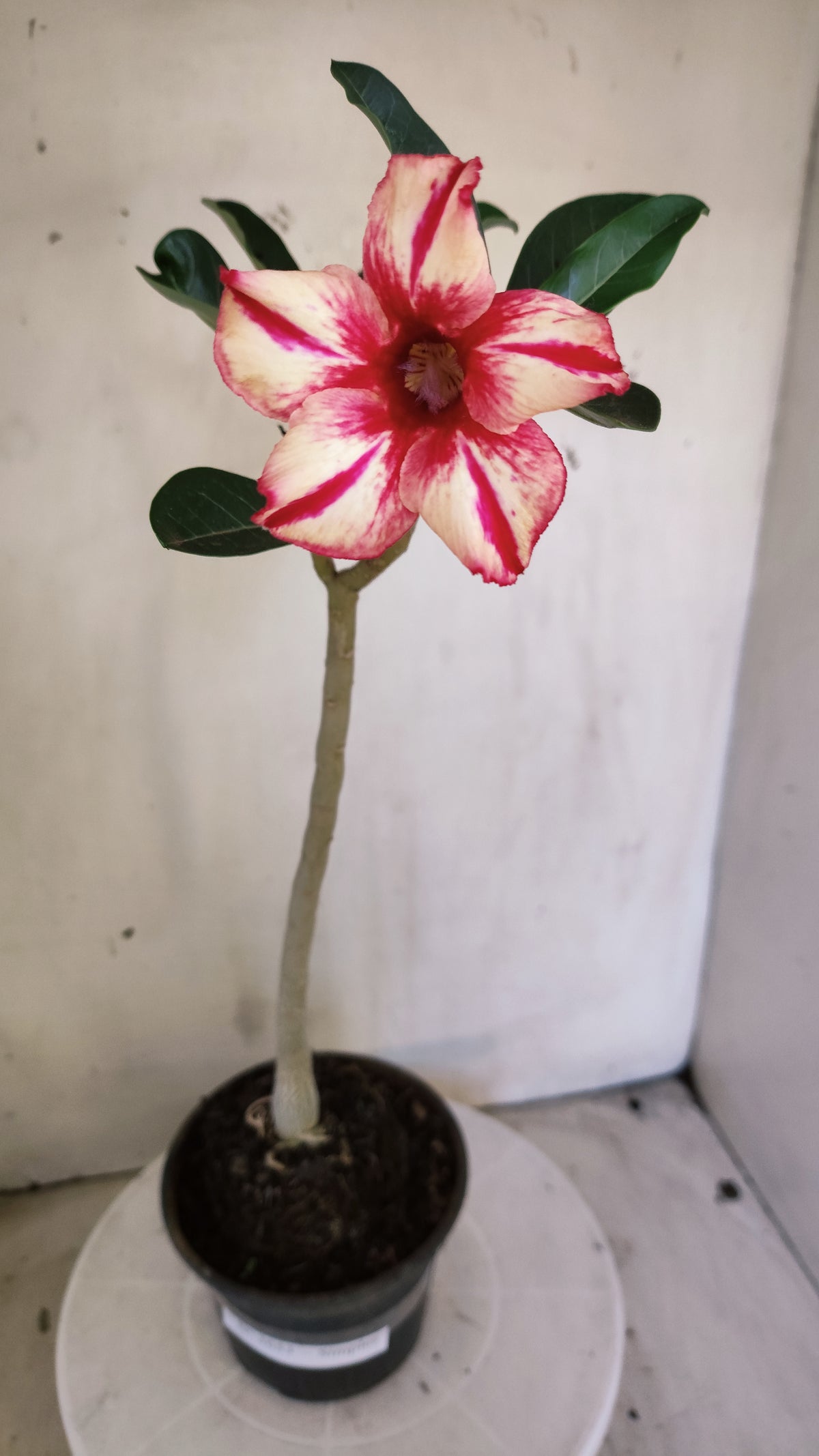 Planta Simples 3653 – 30cm – 02 anos - vaso 15