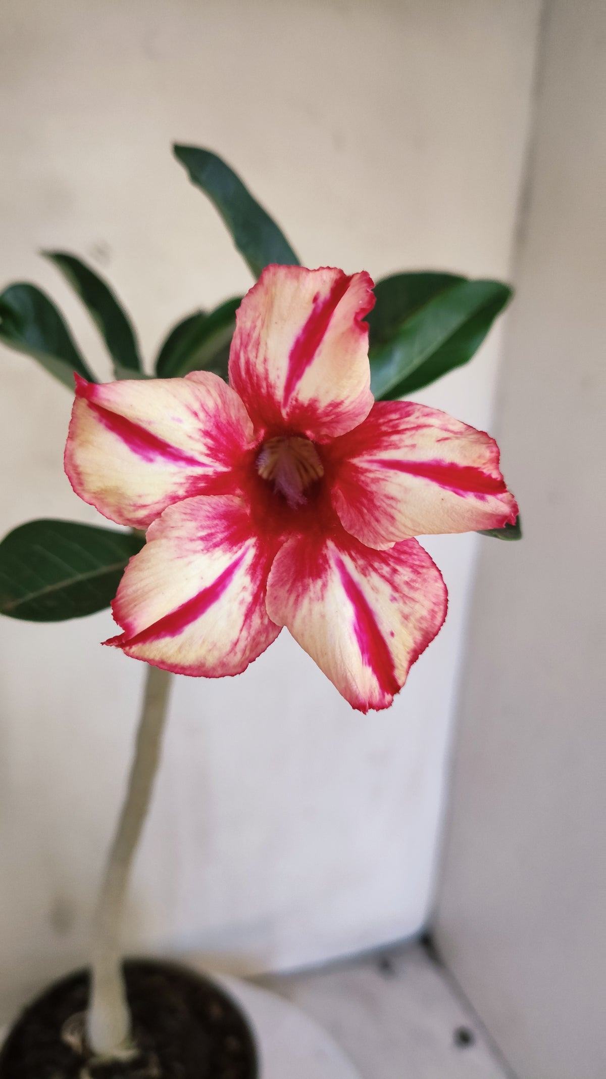 Planta Simples 3653 – 30cm – 02 anos - vaso 15