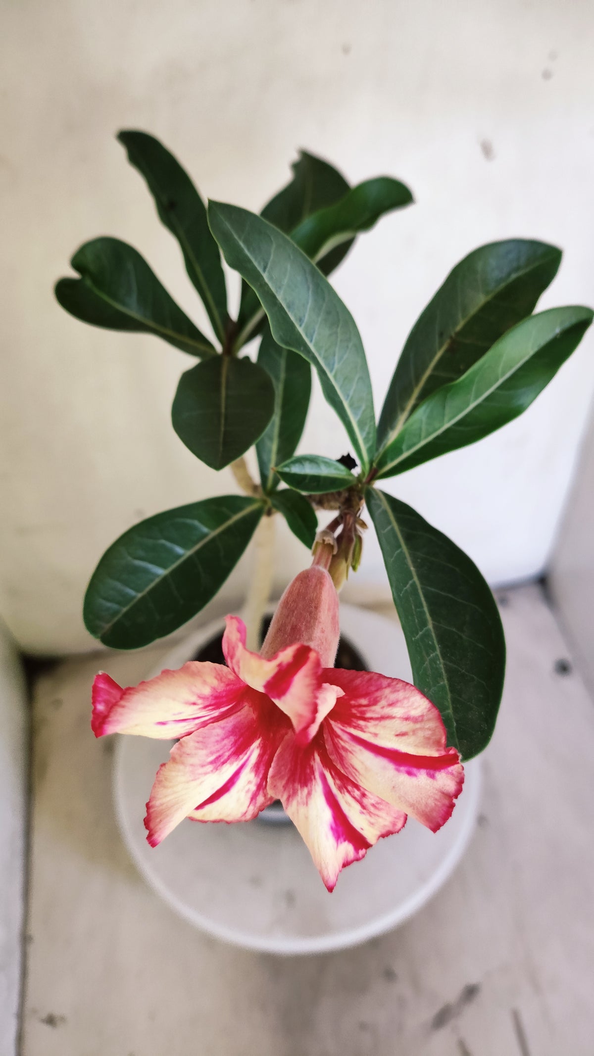 Planta Simples 3653 – 30cm – 02 anos - vaso 15