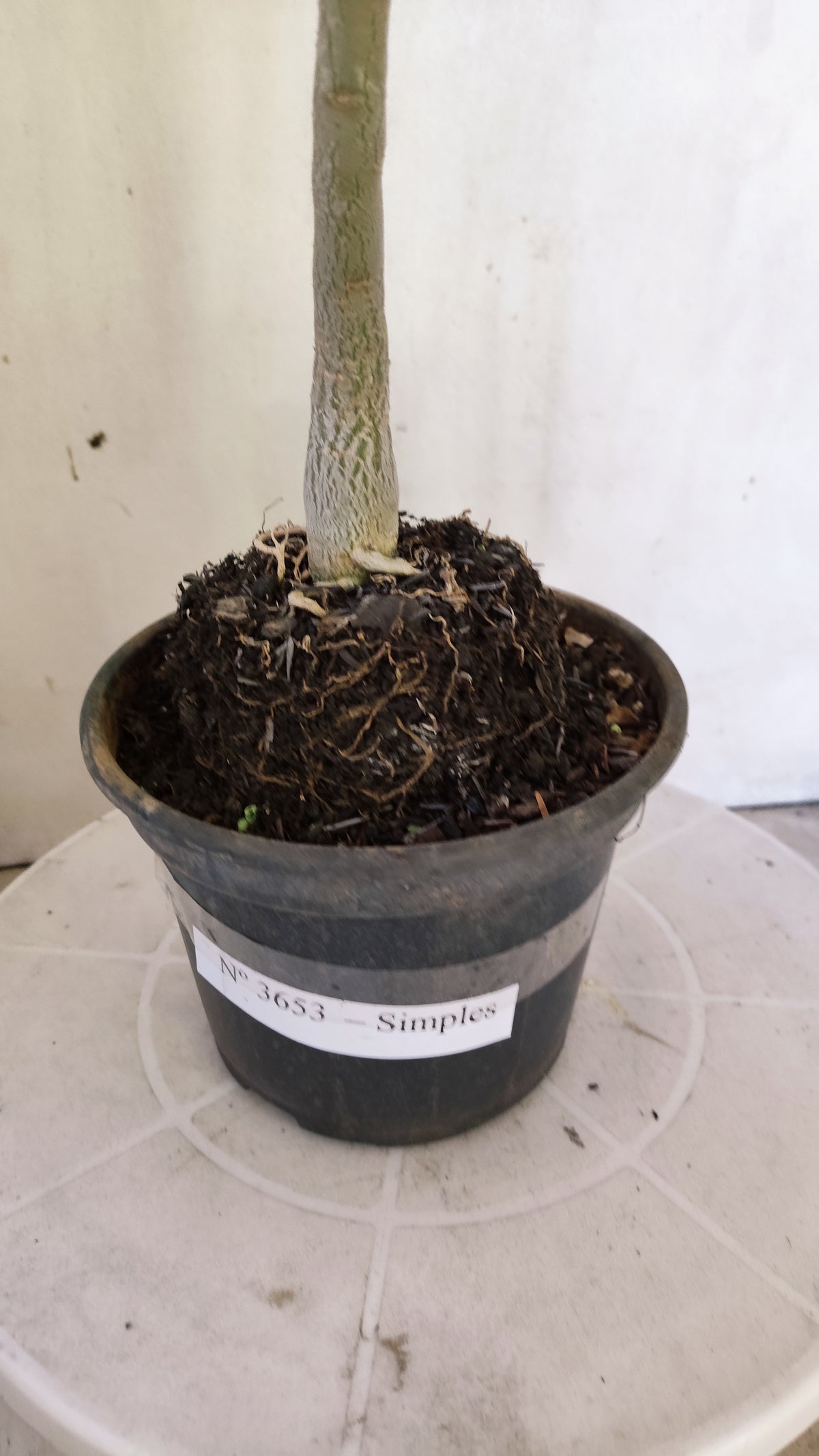 Planta Simples 3653 – 30cm – 02 anos - vaso 15
