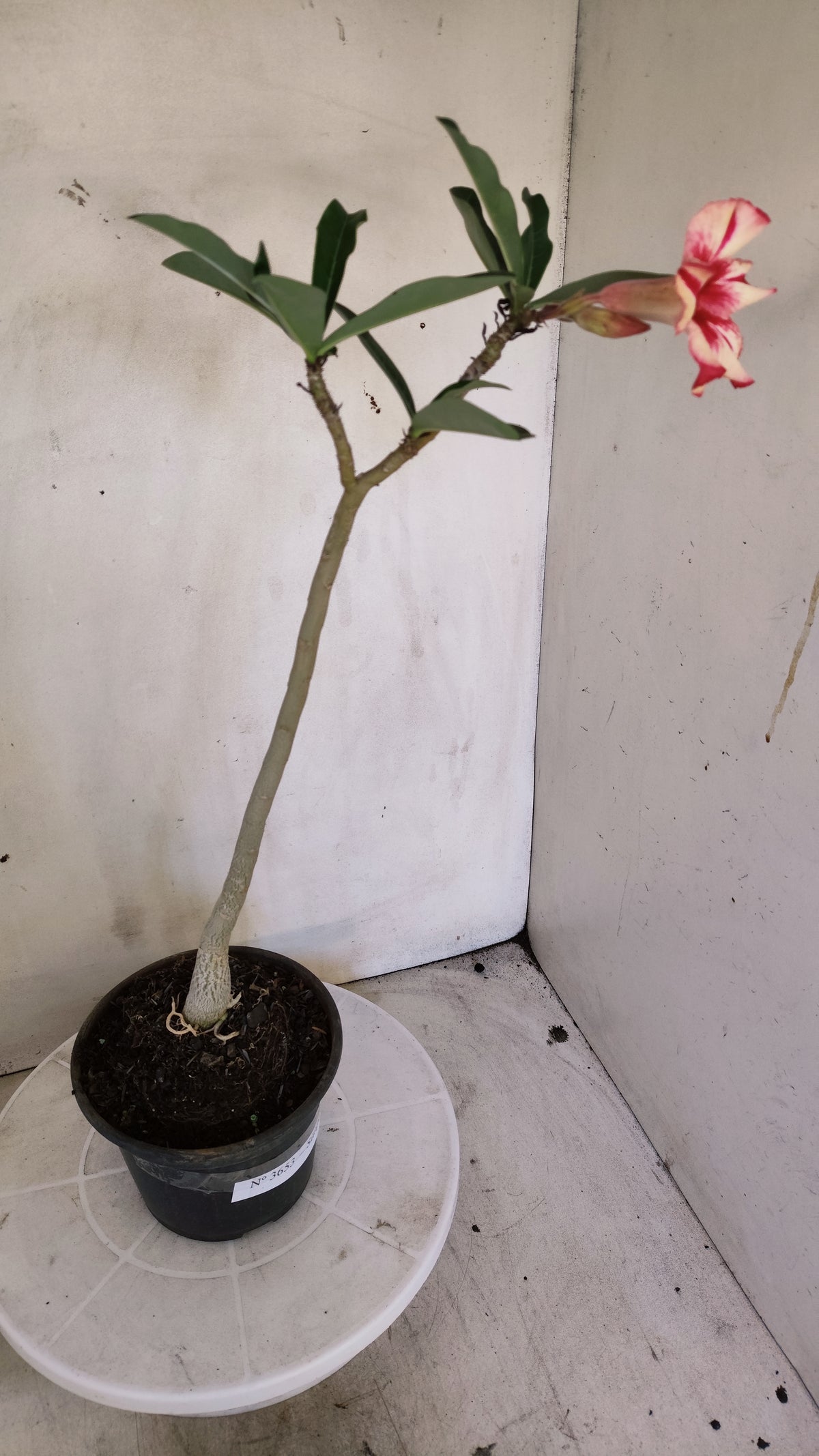 Planta Simples 3653 – 30cm – 02 anos - vaso 15