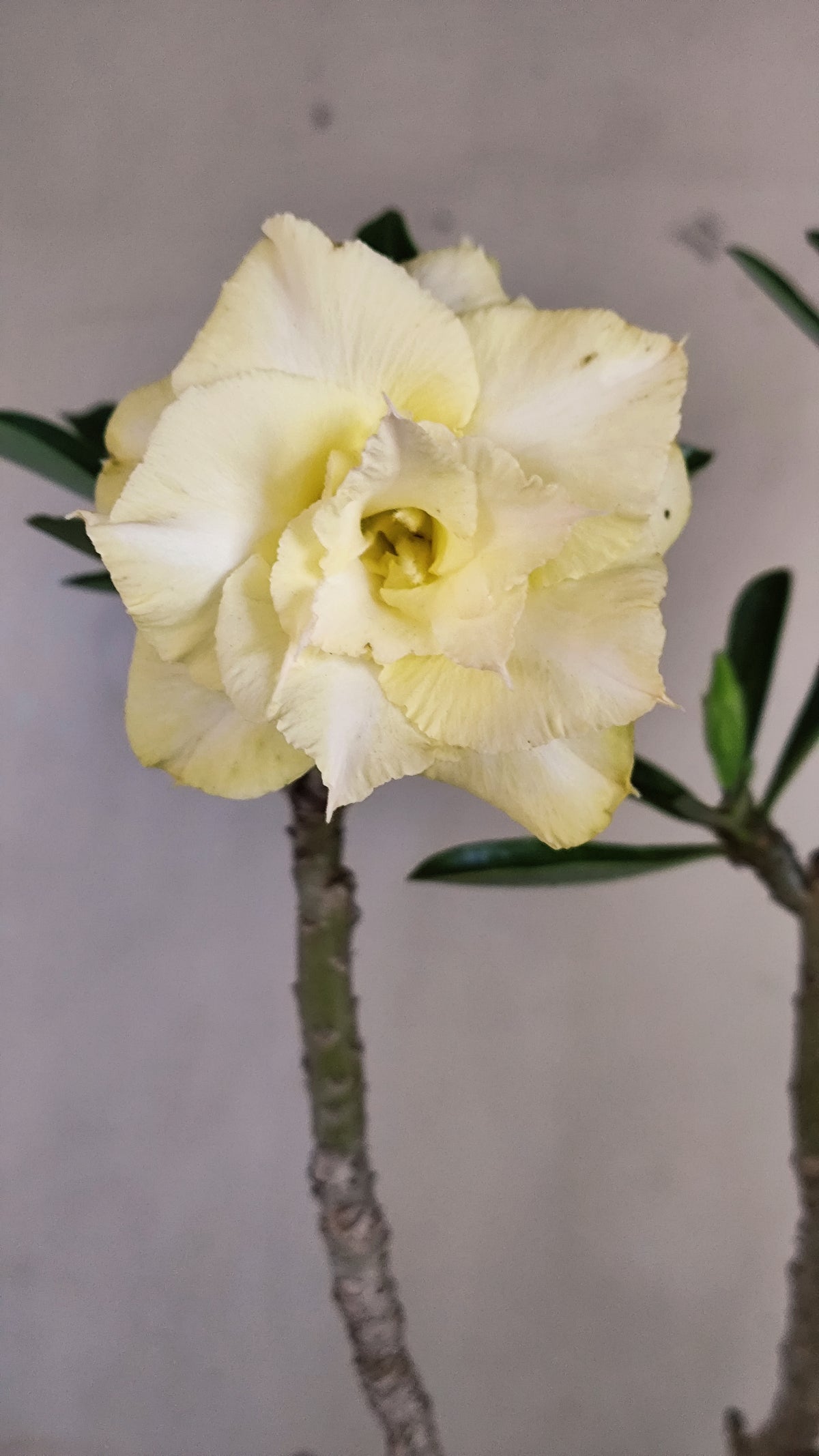 Planta Dobrada 4040 – 40cm – 03 anos - Vaso 17