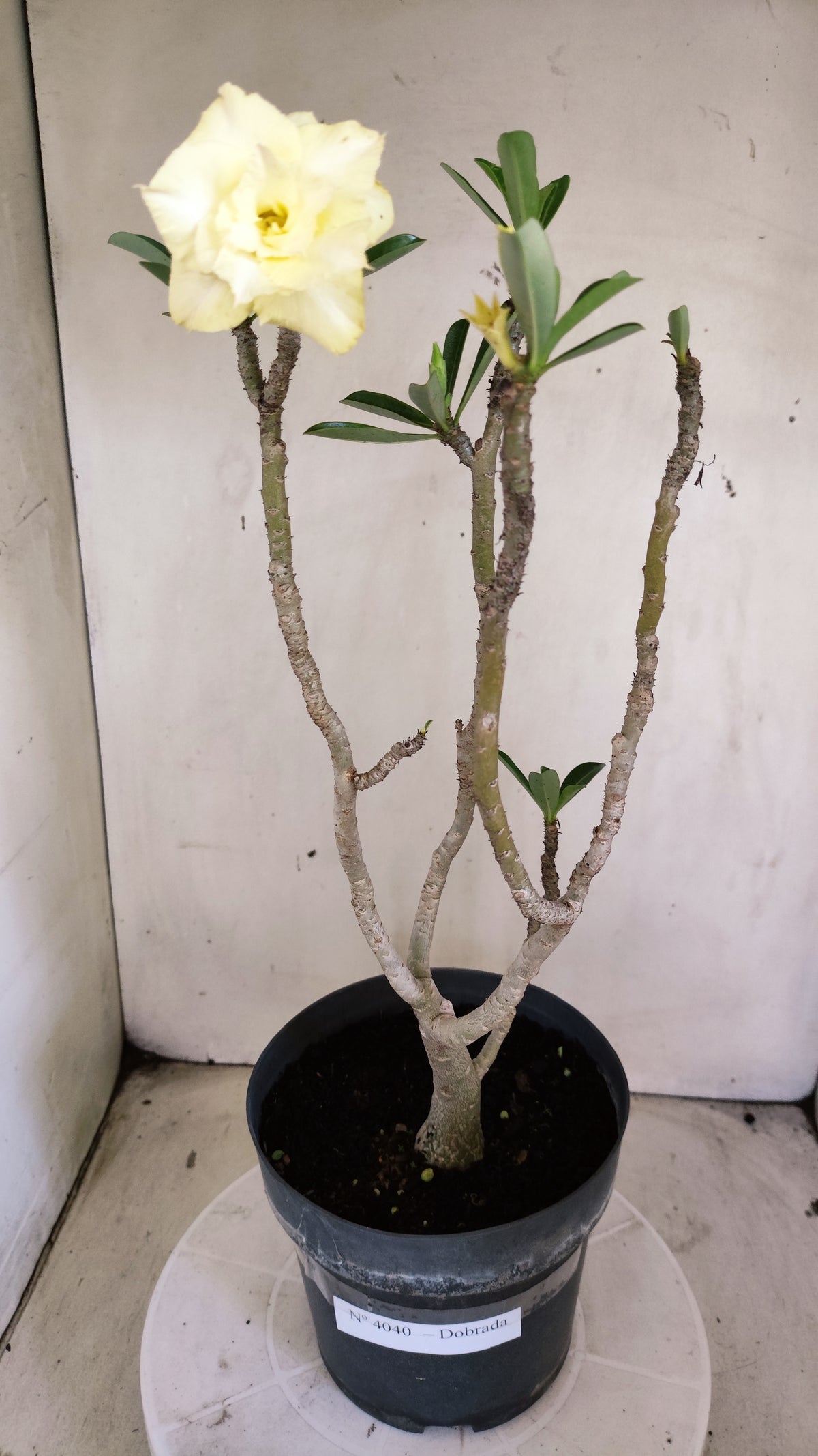 Planta Dobrada 4040 – 40cm – 03 anos - Vaso 17