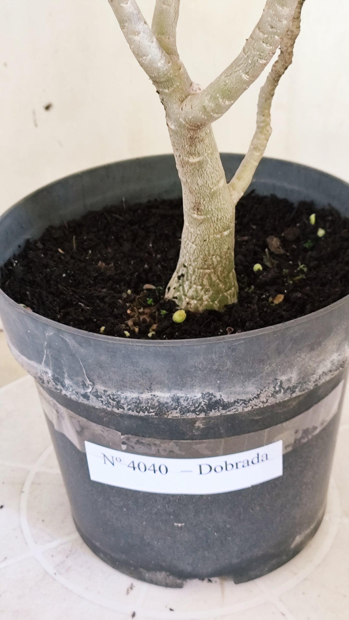 Planta Dobrada 4040 – 40cm – 03 anos - Vaso 17