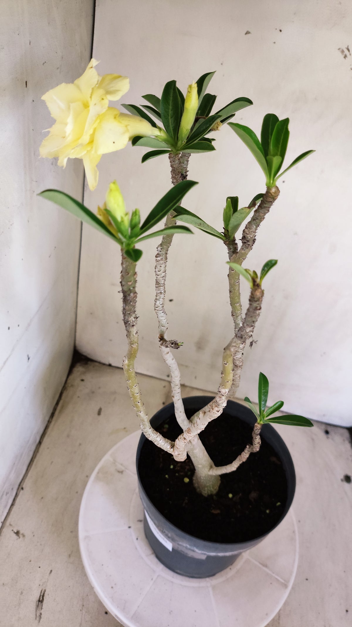Planta Dobrada 4040 – 40cm – 03 anos - Vaso 17