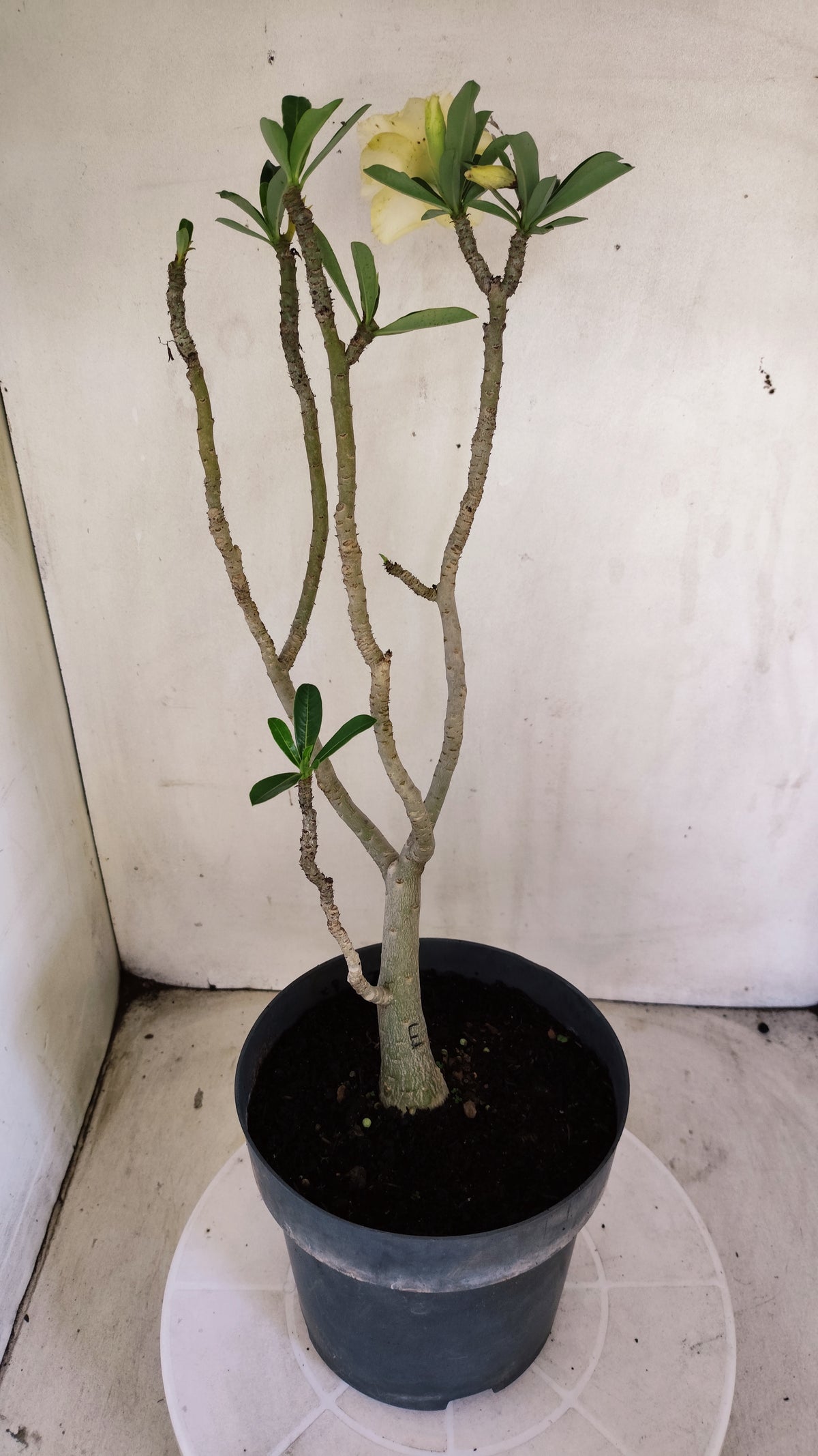 Planta Dobrada 4040 – 40cm – 03 anos - Vaso 17