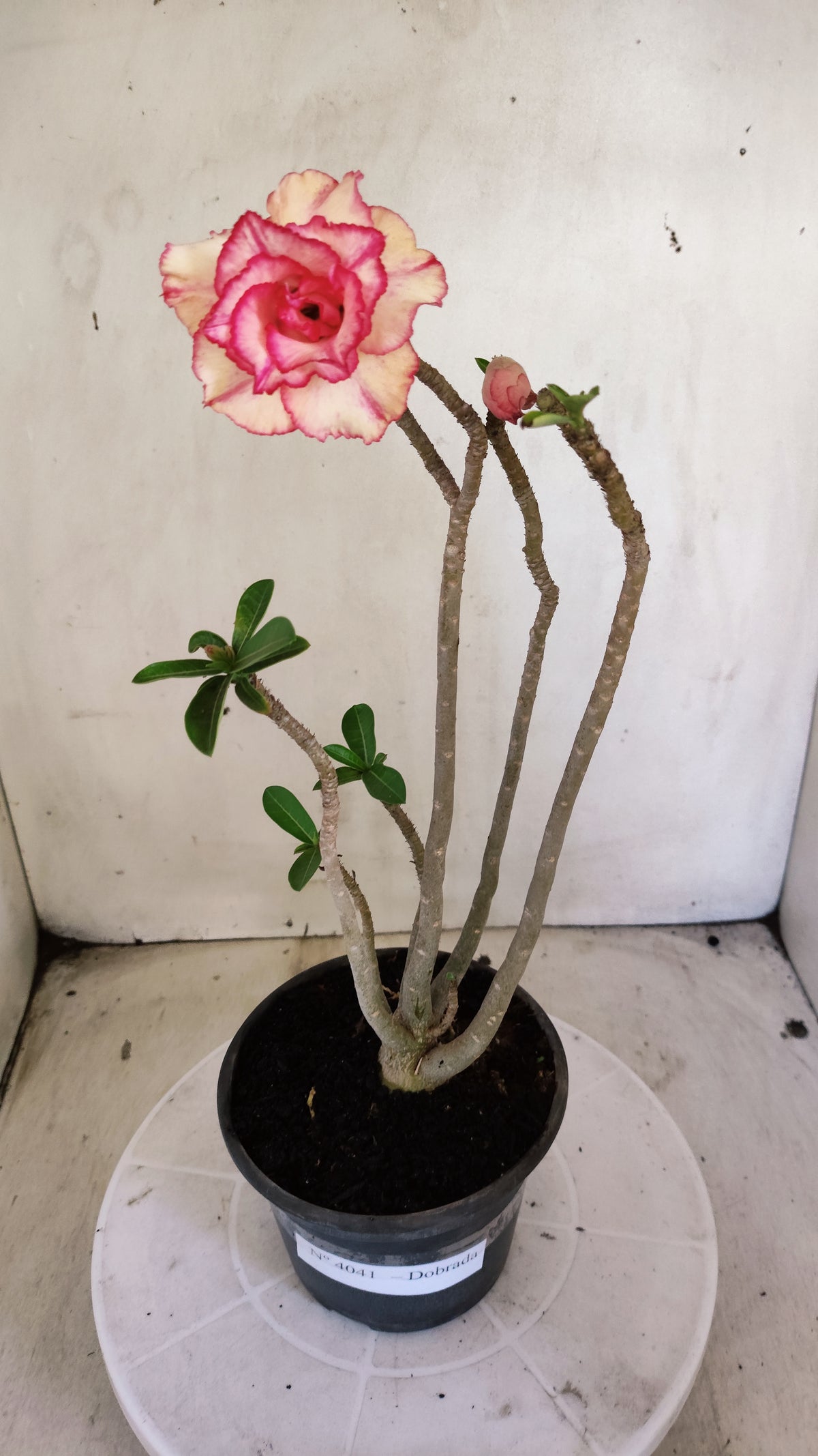 Planta Dobrada 4041 – 30cm – 02 anos - Vaso 15