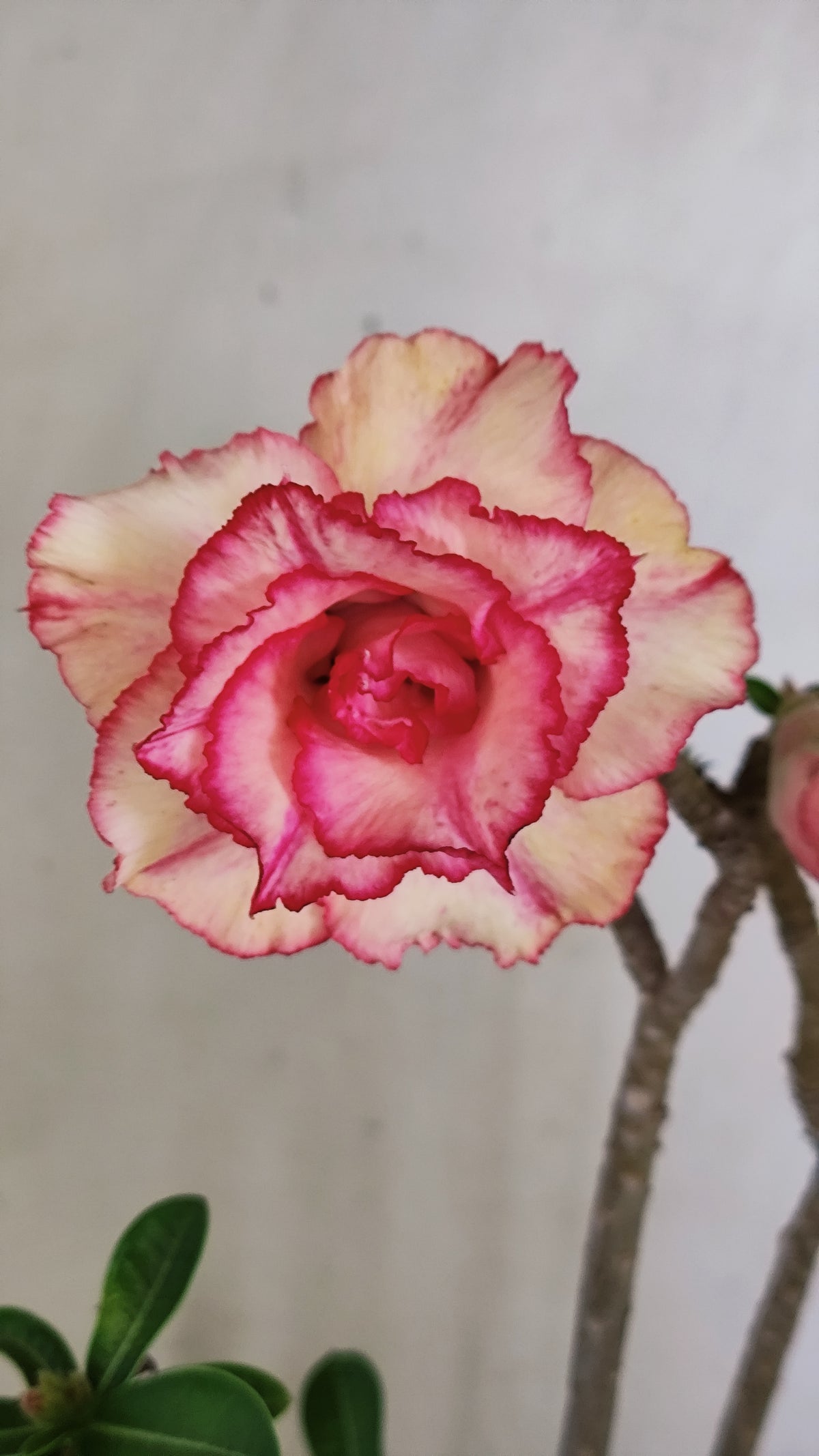 Planta Dobrada 4041 – 30cm – 02 anos - Vaso 15