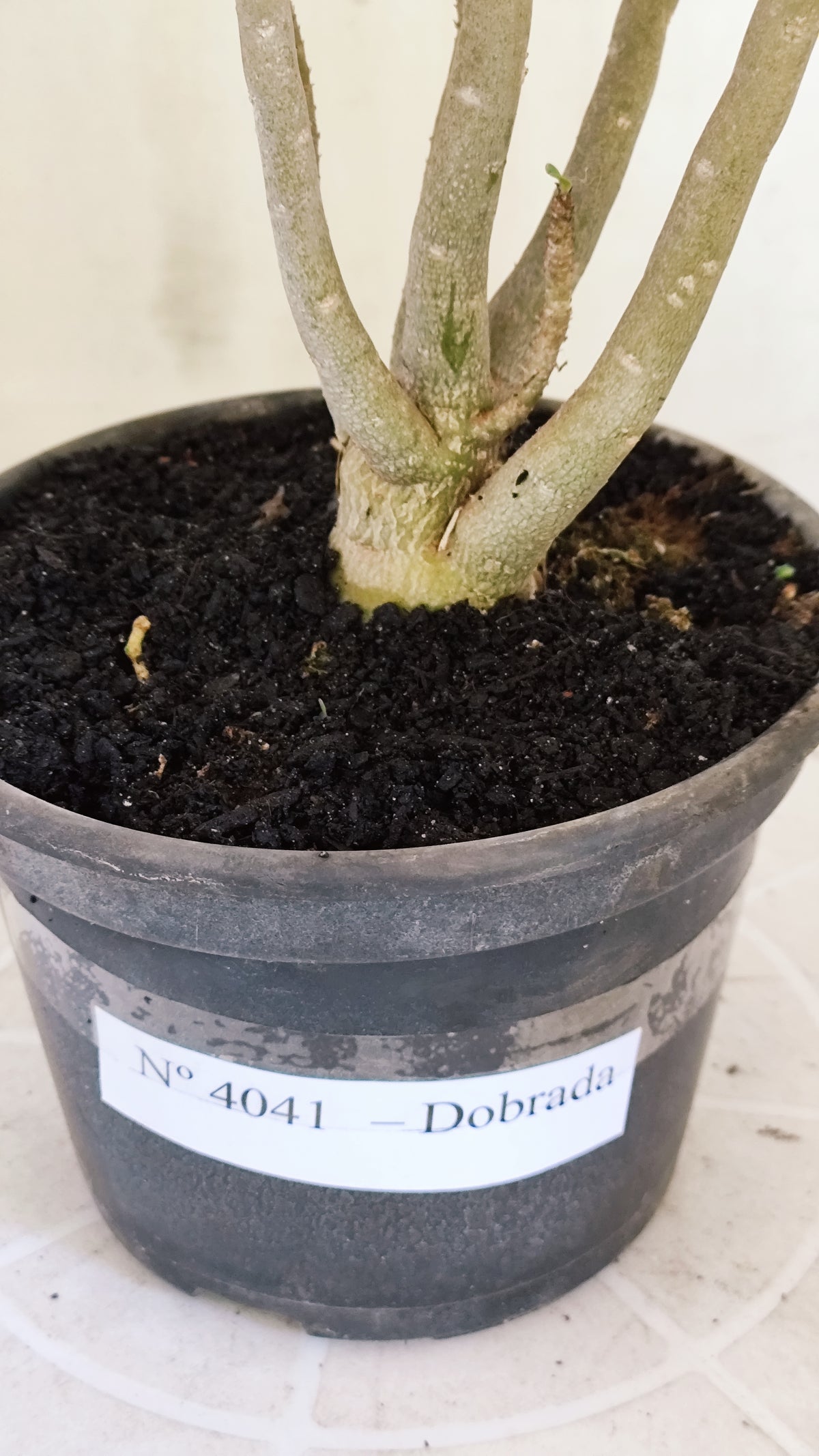 Planta Dobrada 4041 – 30cm – 02 anos - Vaso 15