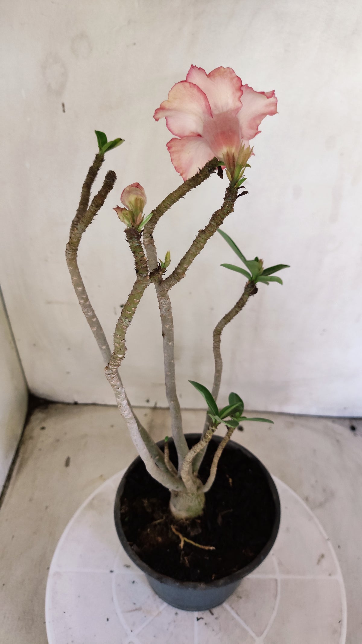Planta Dobrada 4041 – 30cm – 02 anos - Vaso 15
