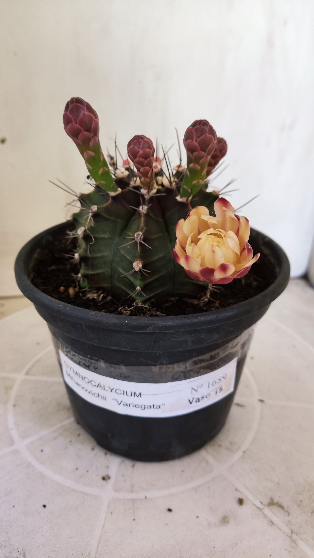 GYMNOCALYCIUM Mihanovichii "Variegata" Nº 1689 – vaso 15