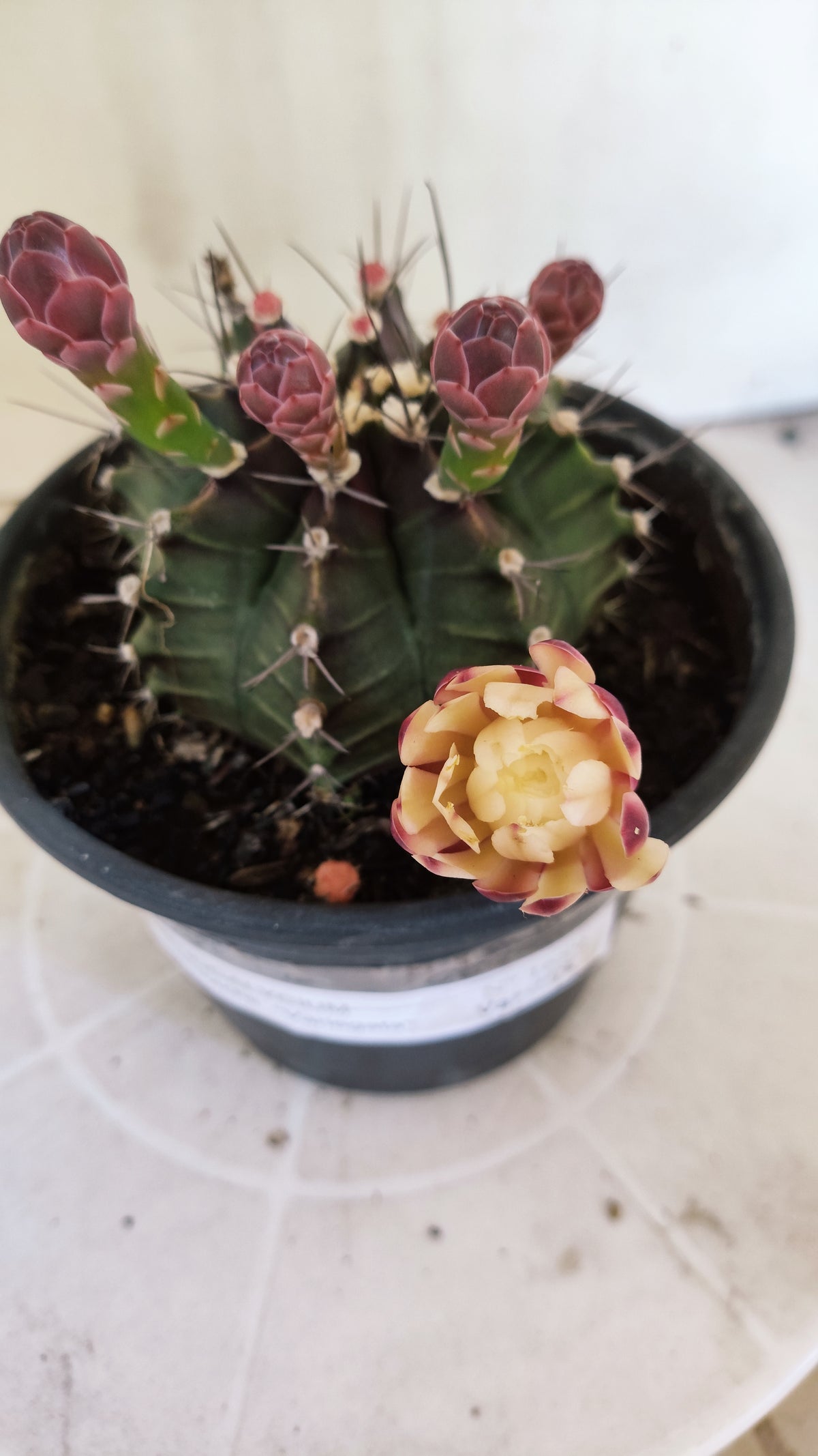 GYMNOCALYCIUM Mihanovichii "Variegata" Nº 1689 – vaso 15