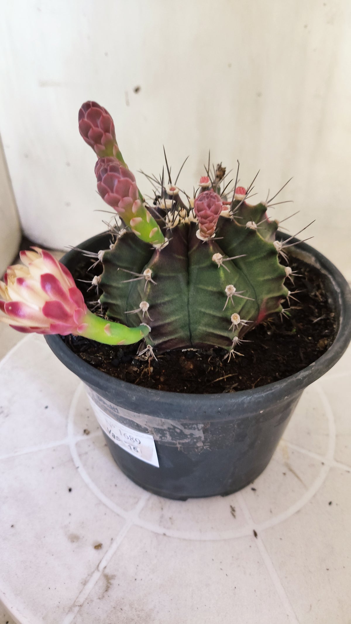 GYMNOCALYCIUM Mihanovichii "Variegata" Nº 1689 – vaso 15