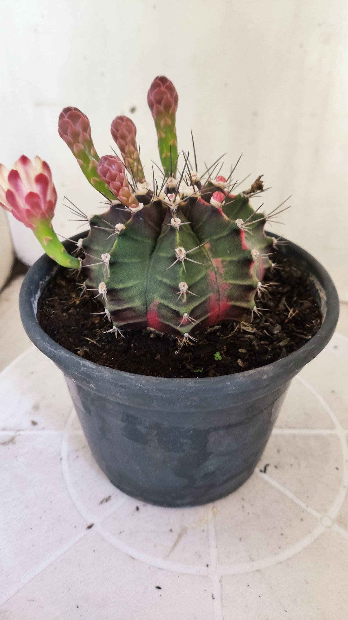 GYMNOCALYCIUM Mihanovichii "Variegata" Nº 1689 – vaso 15