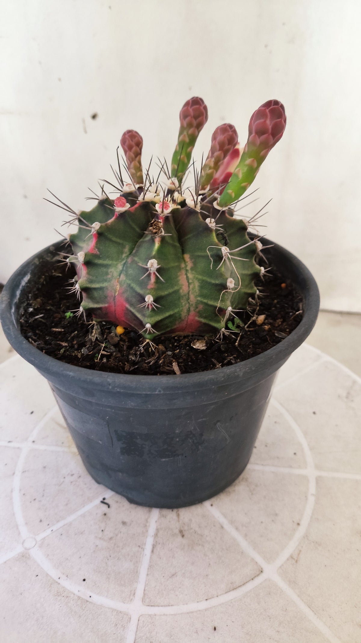 GYMNOCALYCIUM Mihanovichii "Variegata" Nº 1689 – vaso 15