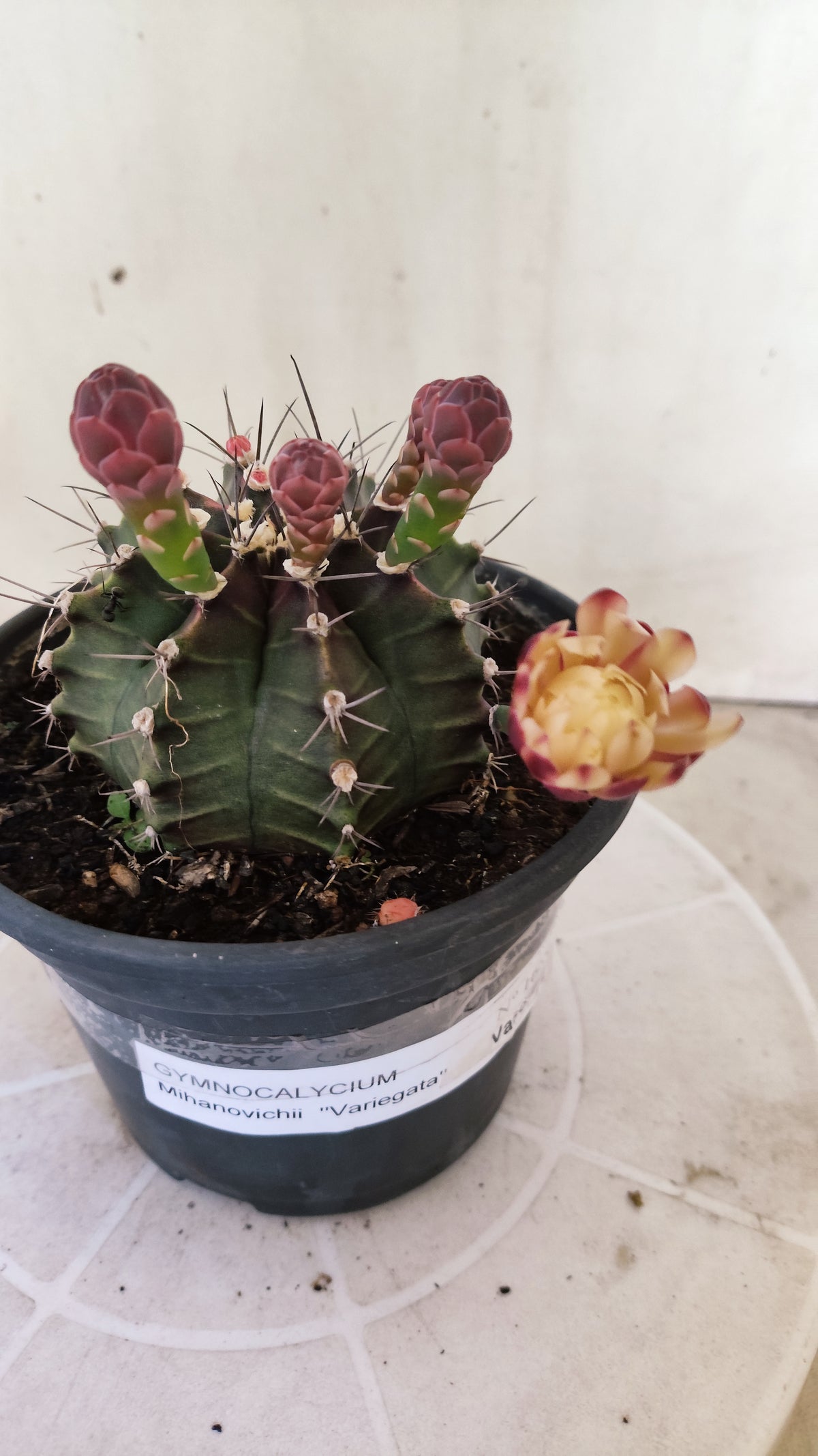 GYMNOCALYCIUM Mihanovichii "Variegata" Nº 1689 – vaso 15