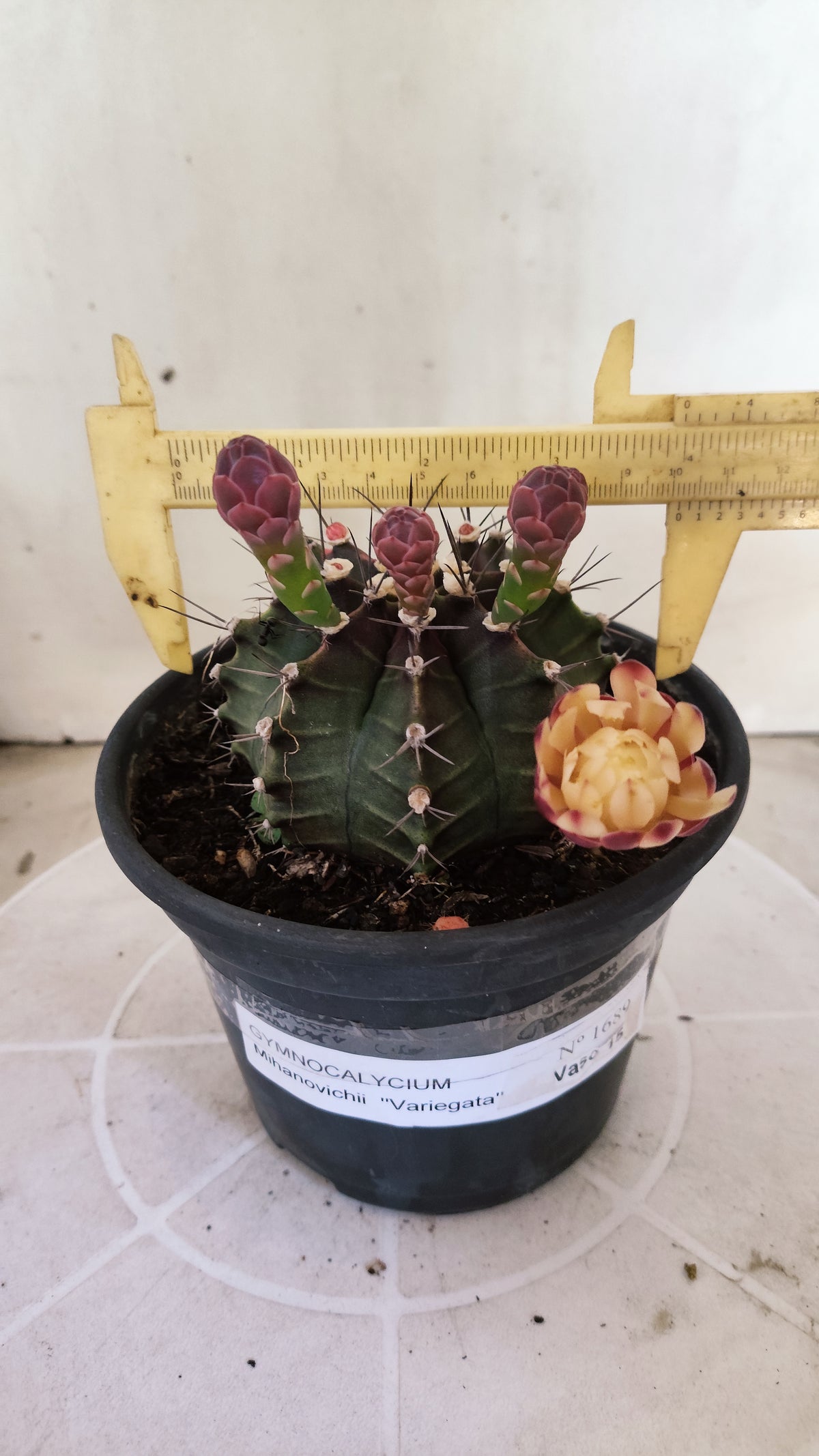 GYMNOCALYCIUM Mihanovichii "Variegata" Nº 1689 – vaso 15