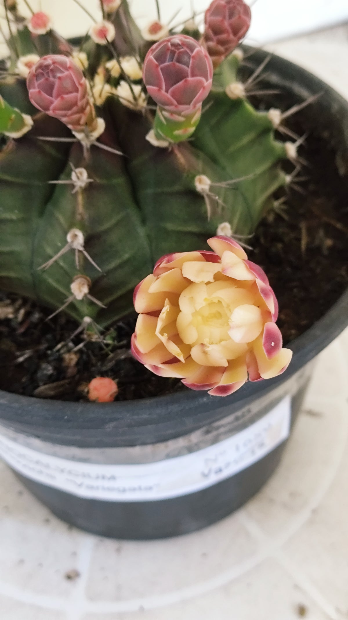GYMNOCALYCIUM Mihanovichii "Variegata" Nº 1689 – vaso 15