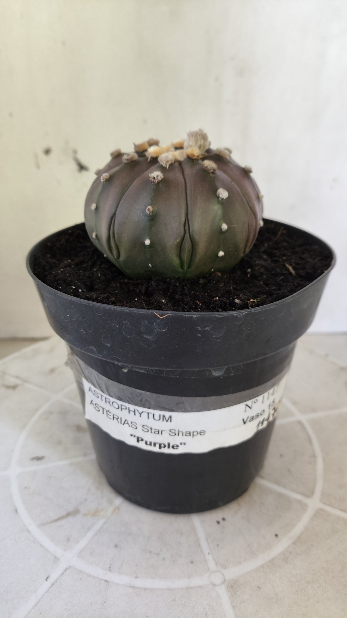 ASTROPHYTUM ASTERIAS "STAR SHAPE - PURPLE"   Nº 1147 – vaso 15