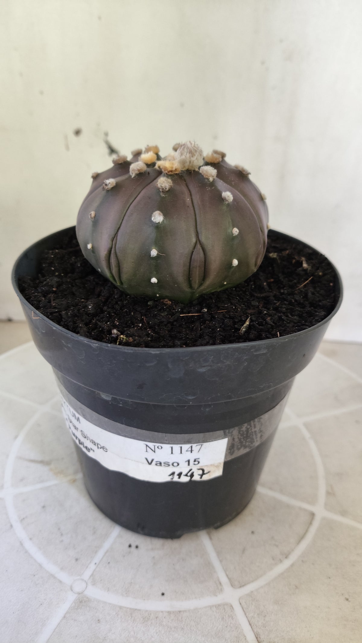 ASTROPHYTUM ASTERIAS "STAR SHAPE - PURPLE"   Nº 1147 – vaso 15